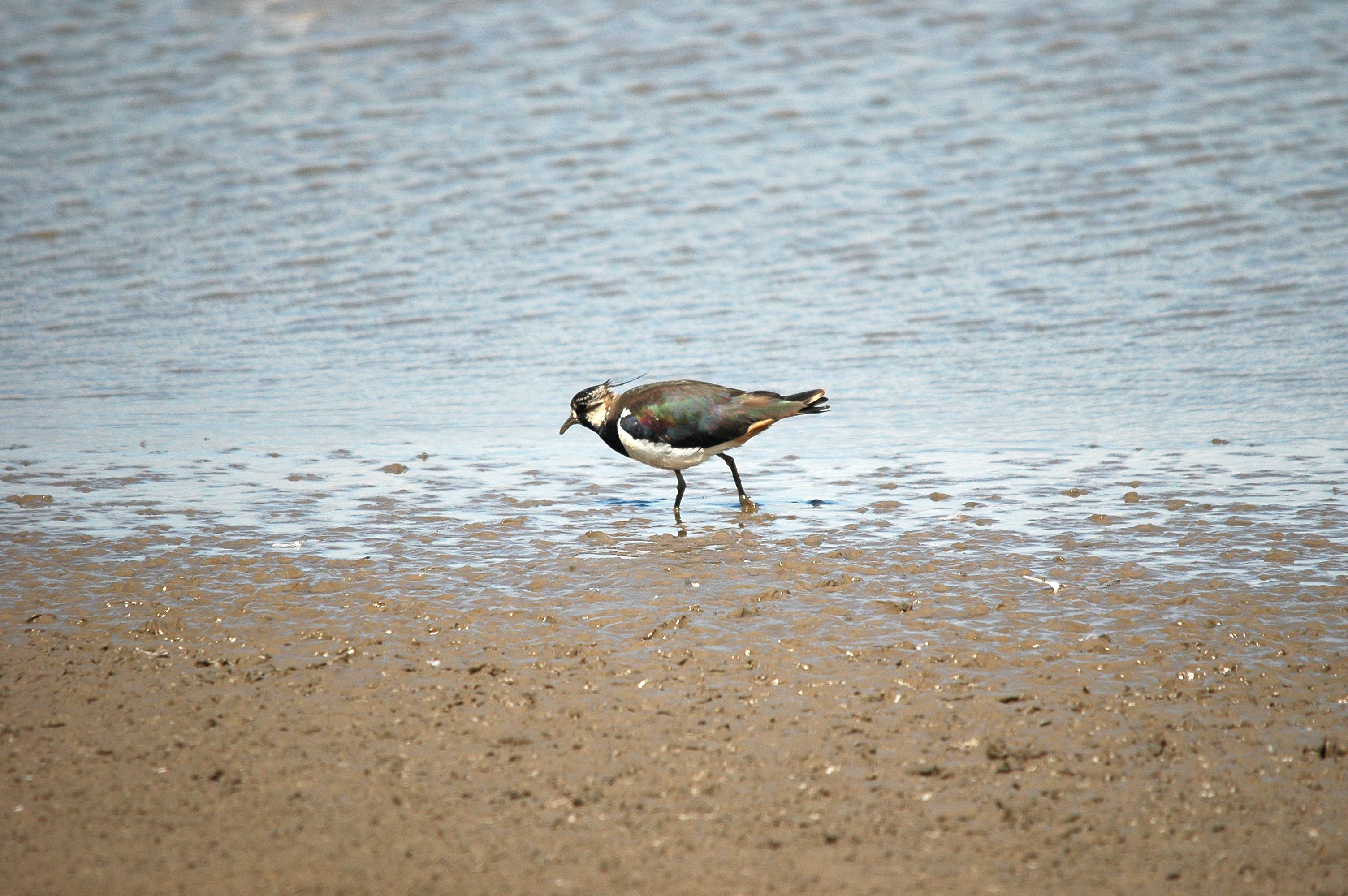 photos/wildlife/Bird_Species/062-Plovers-Lapwings/1471-Northern_Lapwing/dsc_2465.jpg
