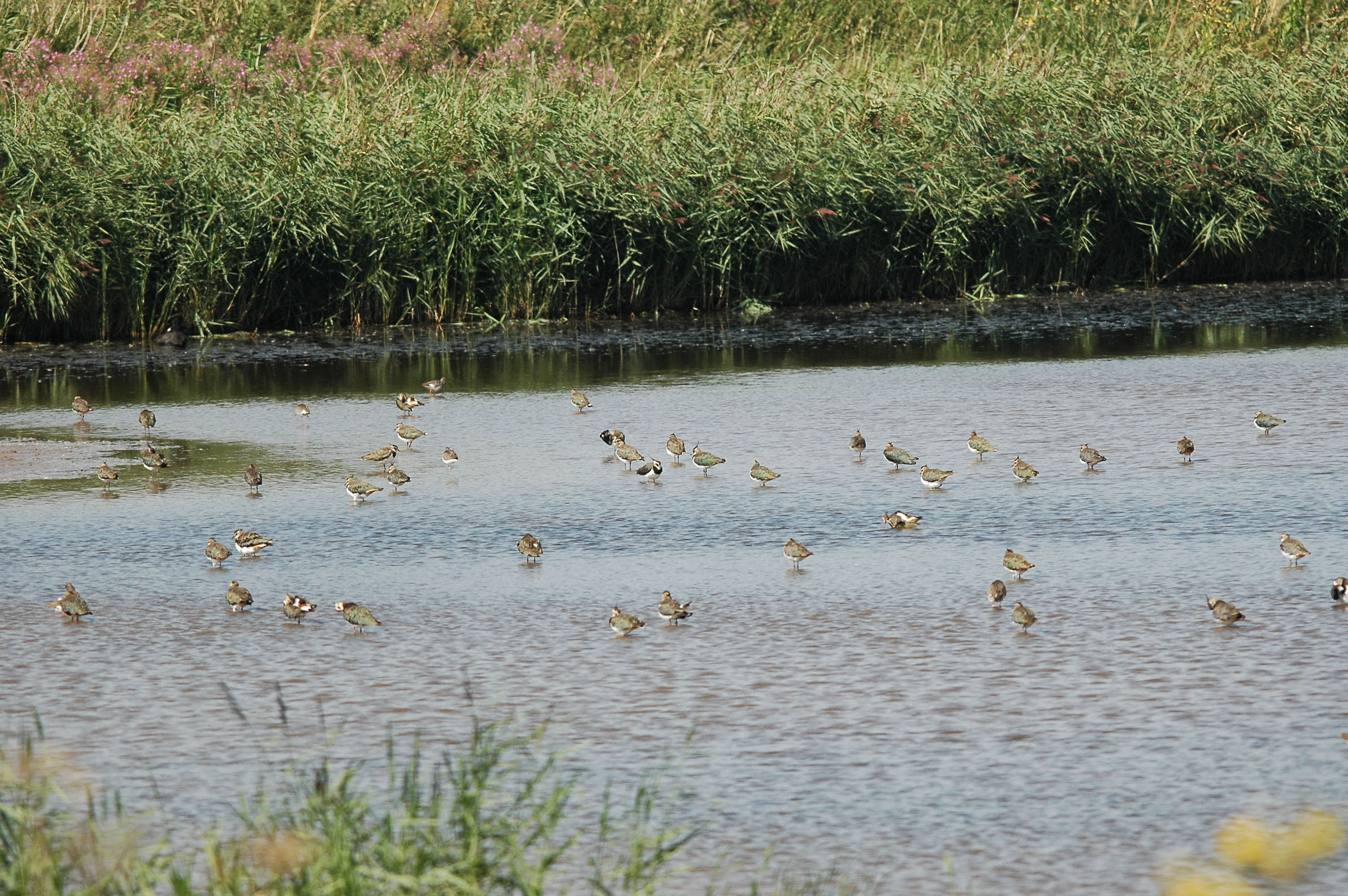 photos/wildlife/Bird_Species/062-Plovers-Lapwings/1471-Northern_Lapwing/dsc_3026.jpg