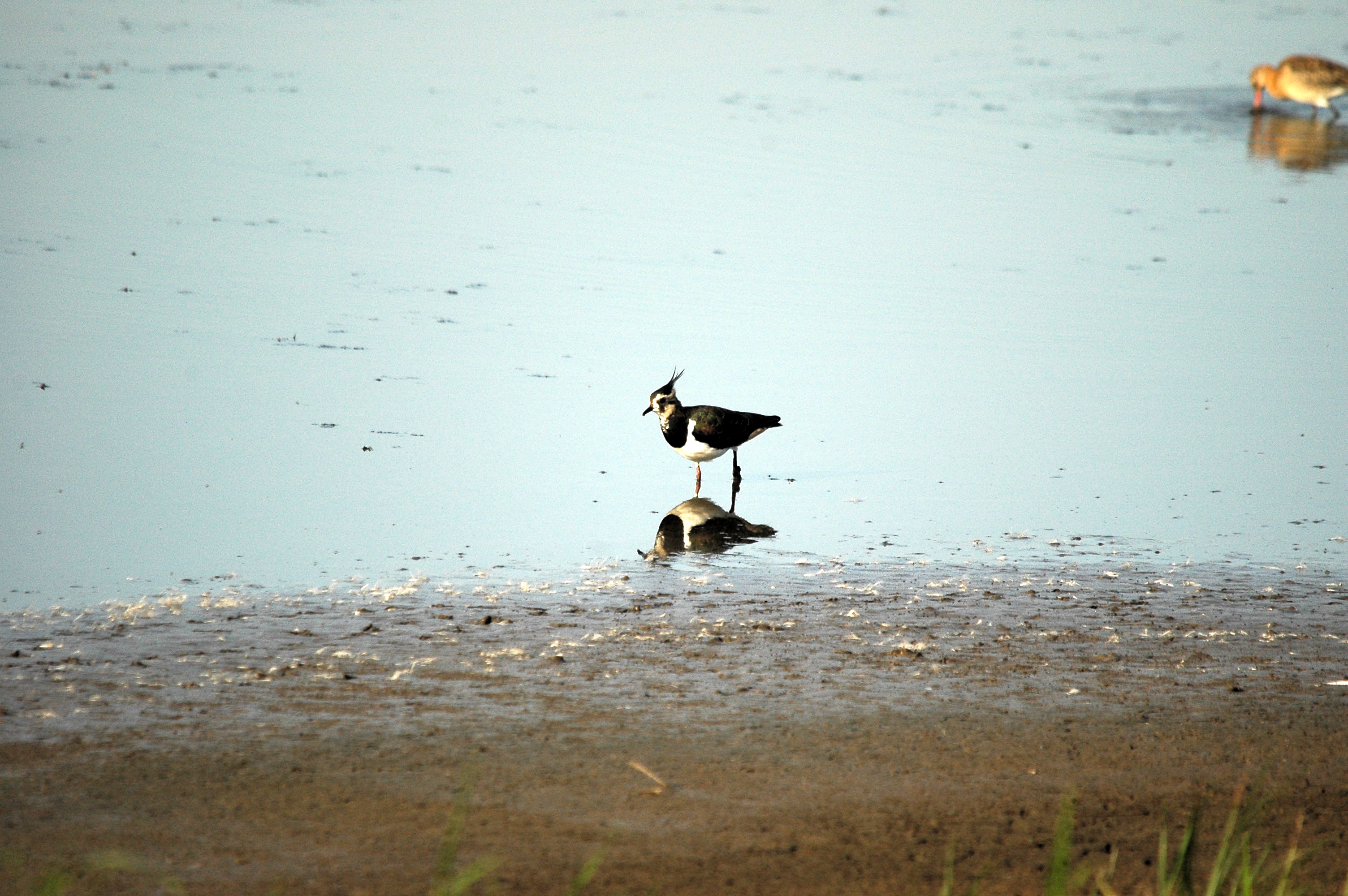 photos/wildlife/Bird_Species/062-Plovers-Lapwings/1471-Northern_Lapwing/dsc_3116.jpg