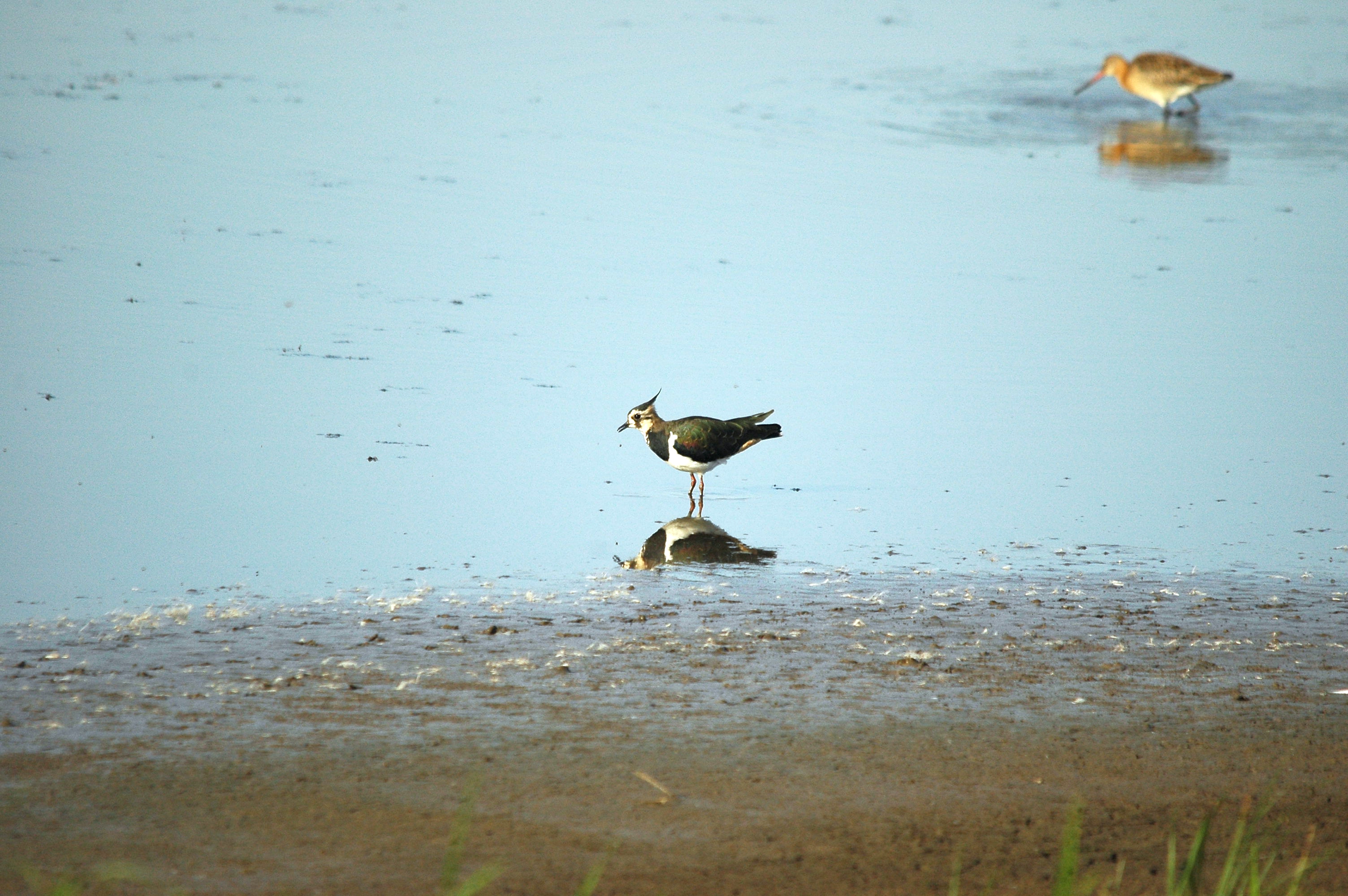 photos/wildlife/Bird_Species/062-Plovers-Lapwings/1471-Northern_Lapwing/dsc_3117.jpg