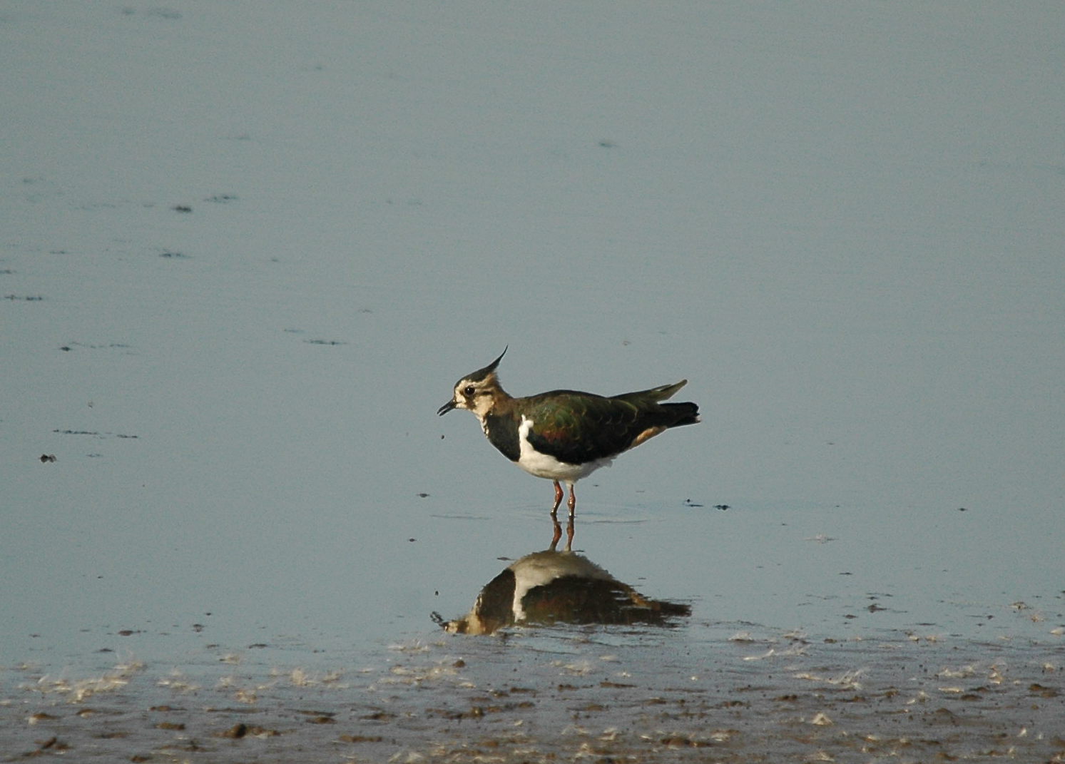 photos/wildlife/Bird_Species/062-Plovers-Lapwings/1471-Northern_Lapwing/dsc_3117_sm.jpeg