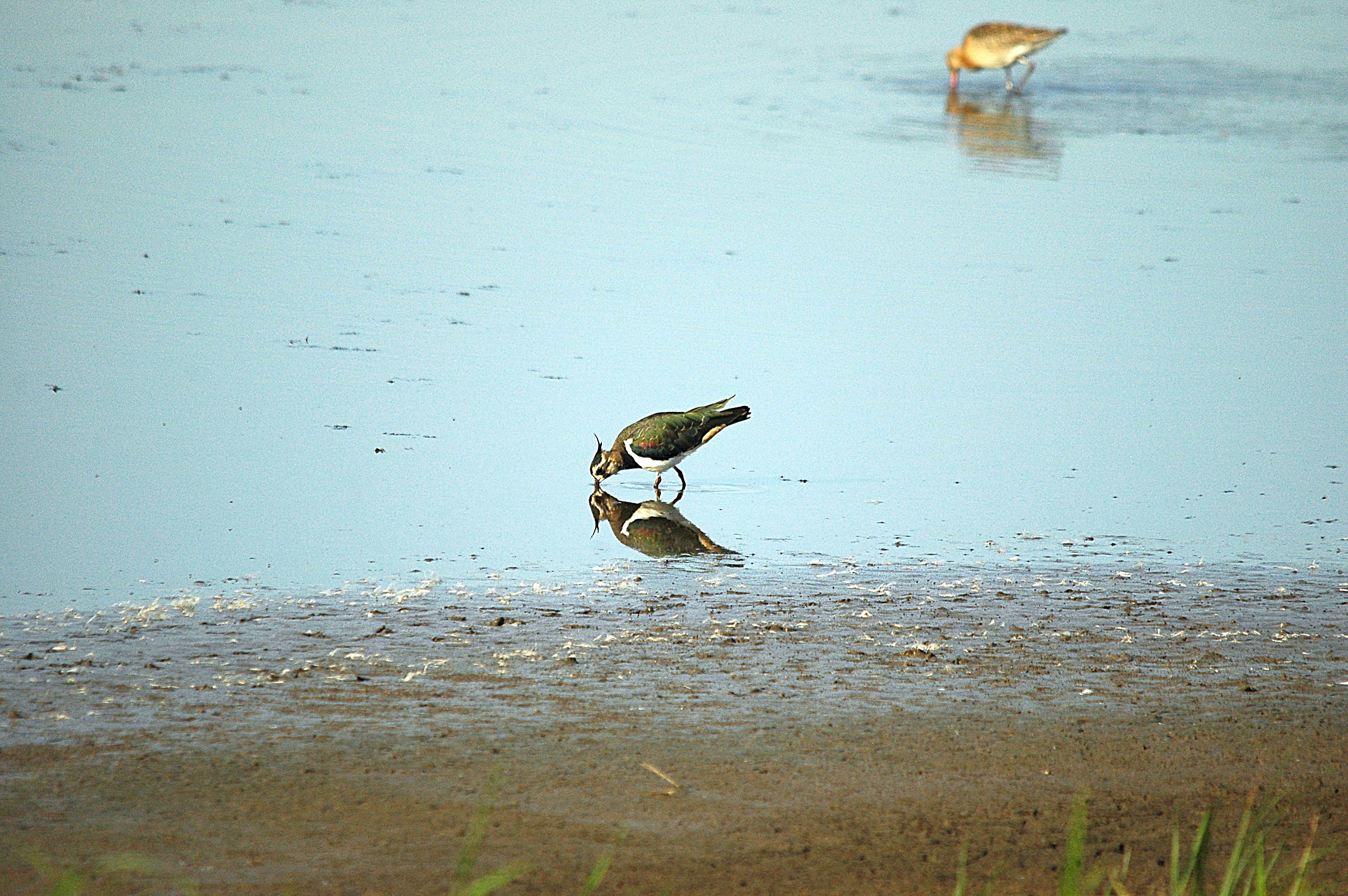 photos/wildlife/Bird_Species/062-Plovers-Lapwings/1471-Northern_Lapwing/dsc_3118.jpg