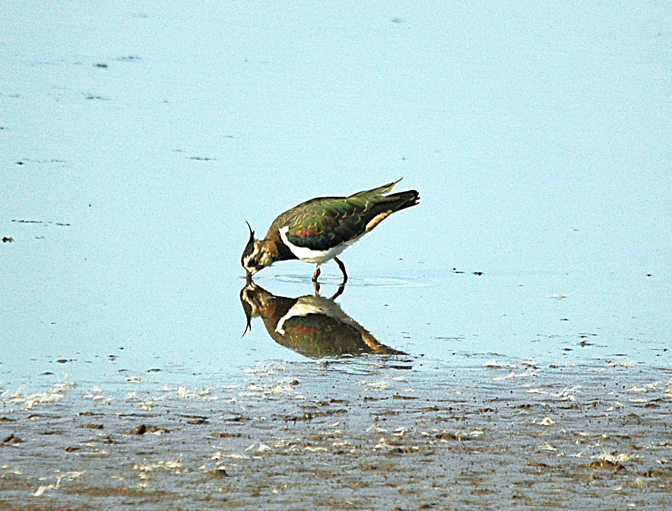 photos/wildlife/Bird_Species/062-Plovers-Lapwings/1471-Northern_Lapwing/dsc_3118_sm.jpg