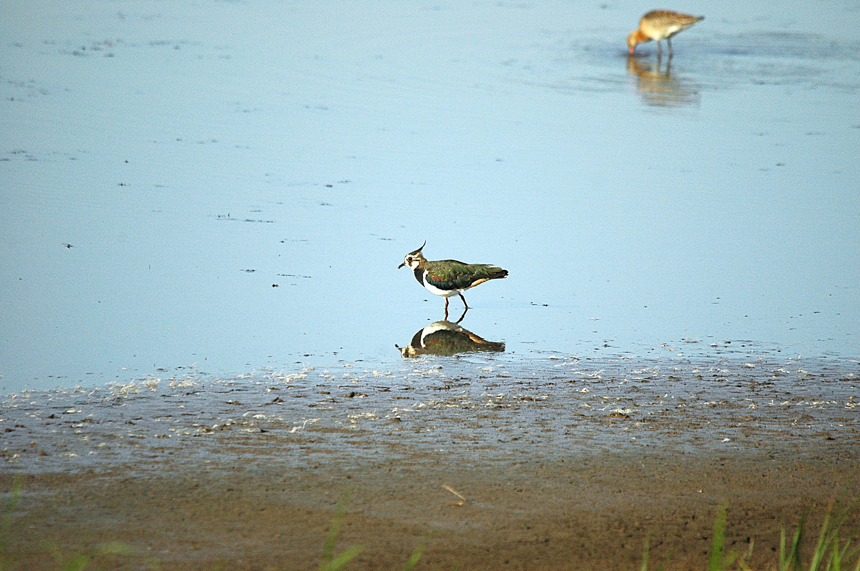 photos/wildlife/Bird_Species/062-Plovers-Lapwings/1471-Northern_Lapwing/dsc_3119.jpg