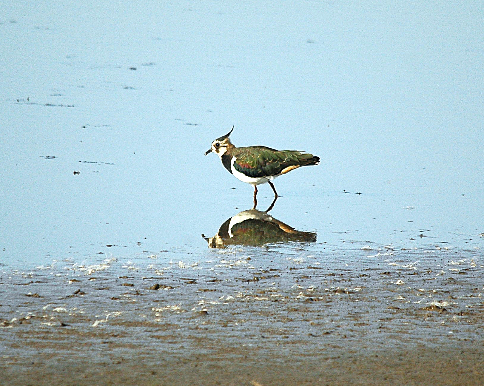 photos/wildlife/Bird_Species/062-Plovers-Lapwings/1471-Northern_Lapwing/dsc_3119_sm.jpg