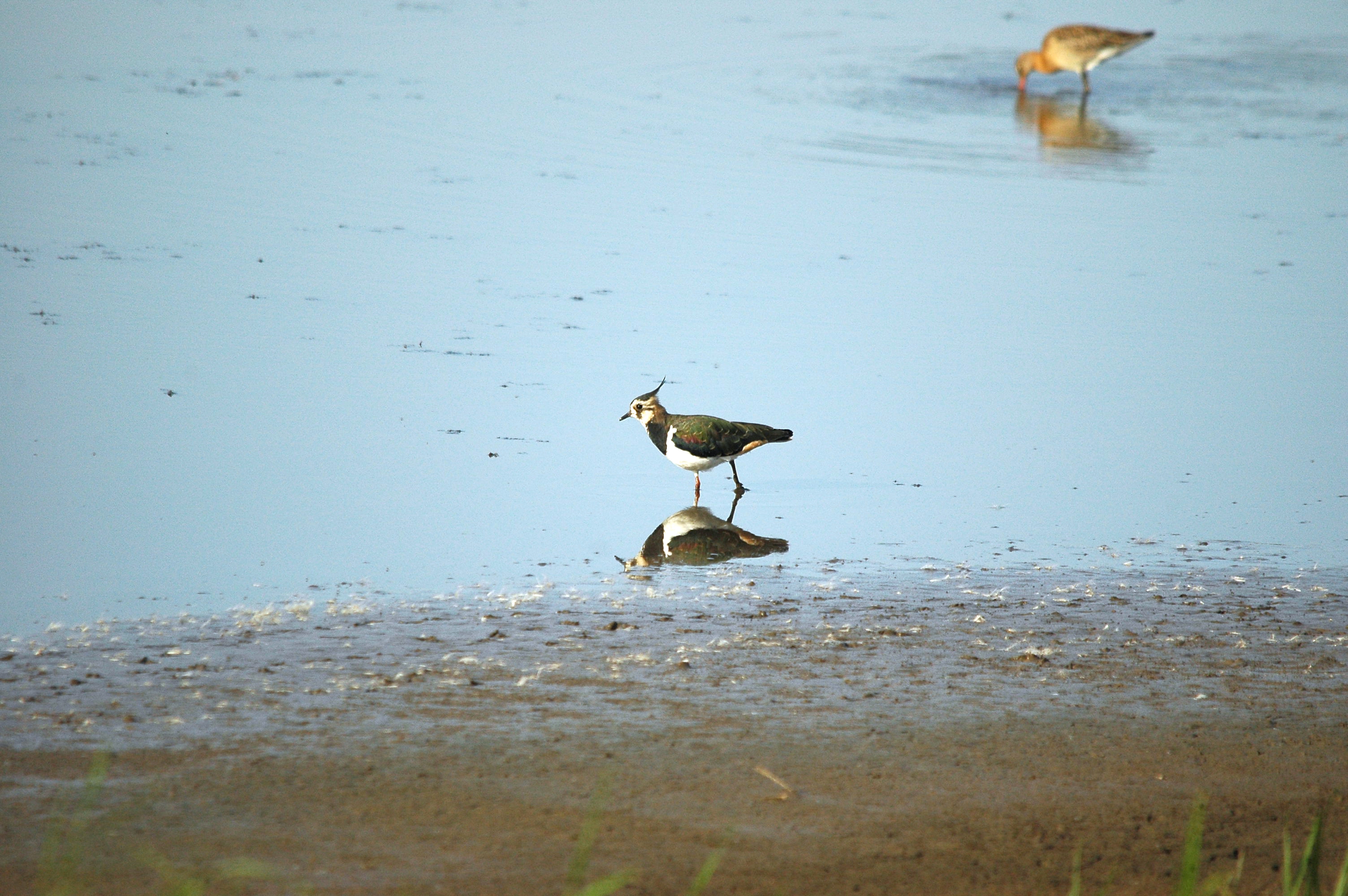 photos/wildlife/Bird_Species/062-Plovers-Lapwings/1471-Northern_Lapwing/dsc_3120.jpg