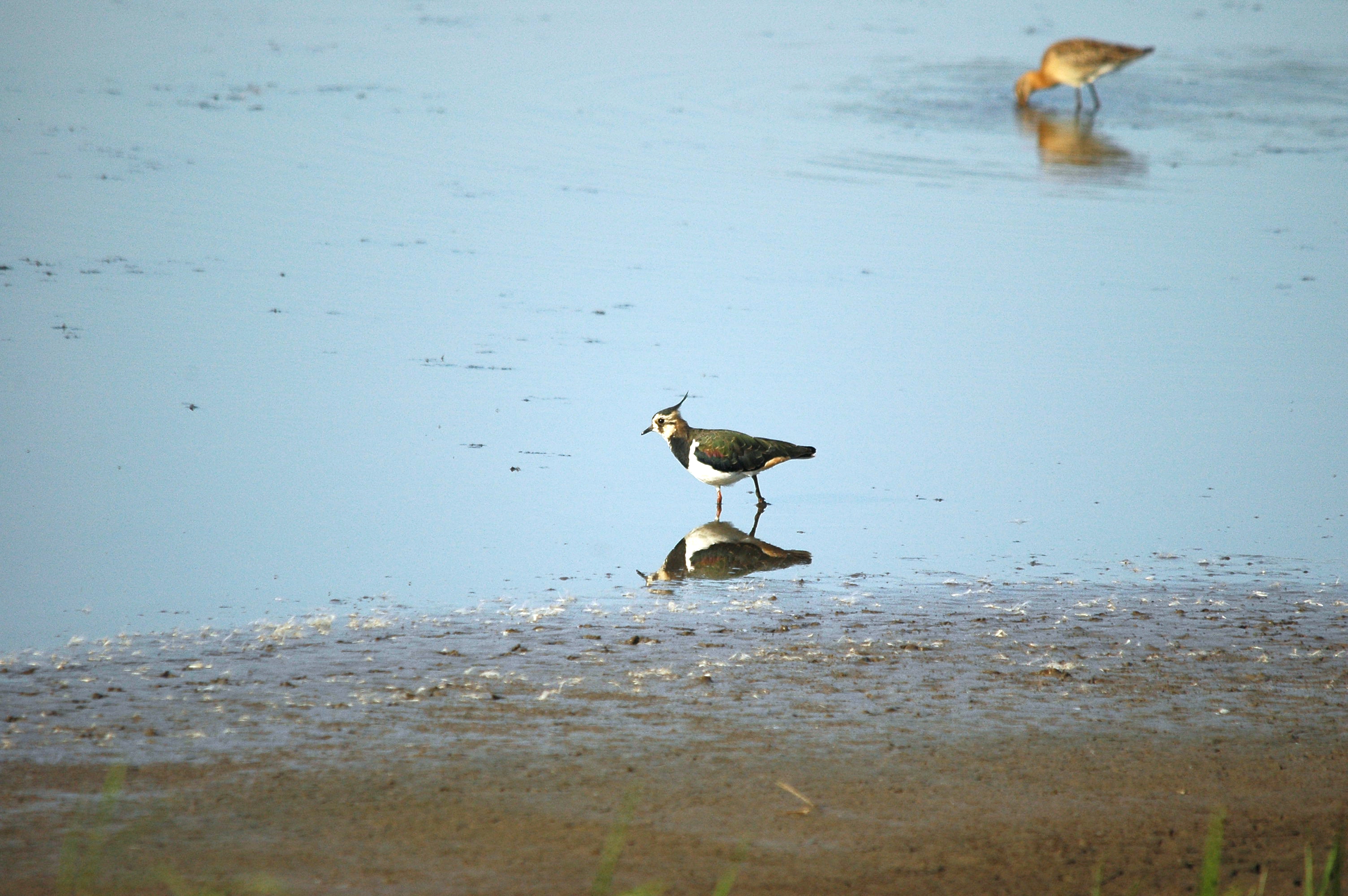 photos/wildlife/Bird_Species/062-Plovers-Lapwings/1471-Northern_Lapwing/dsc_3121.jpg