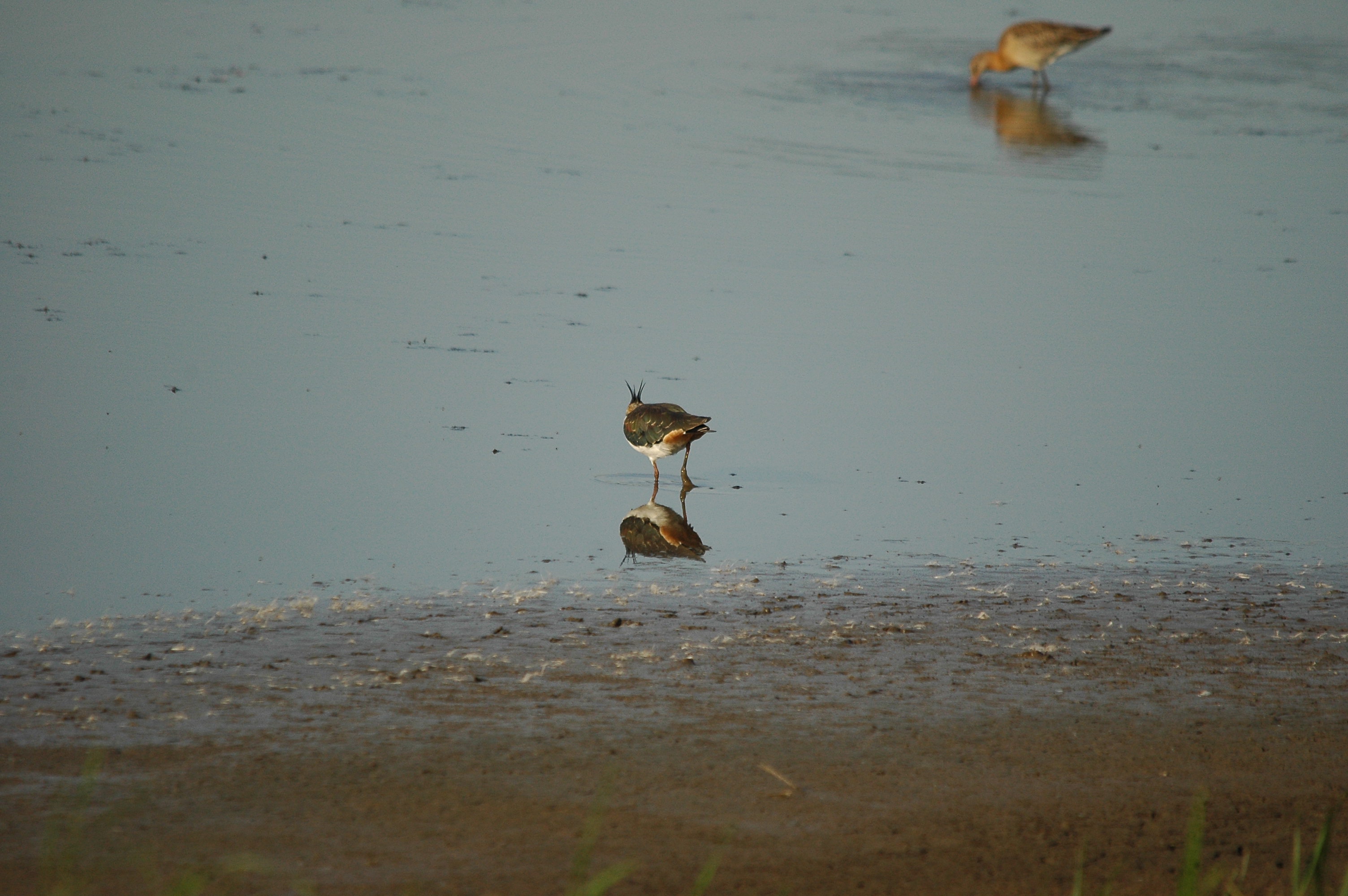 photos/wildlife/Bird_Species/062-Plovers-Lapwings/1471-Northern_Lapwing/dsc_3122.jpg