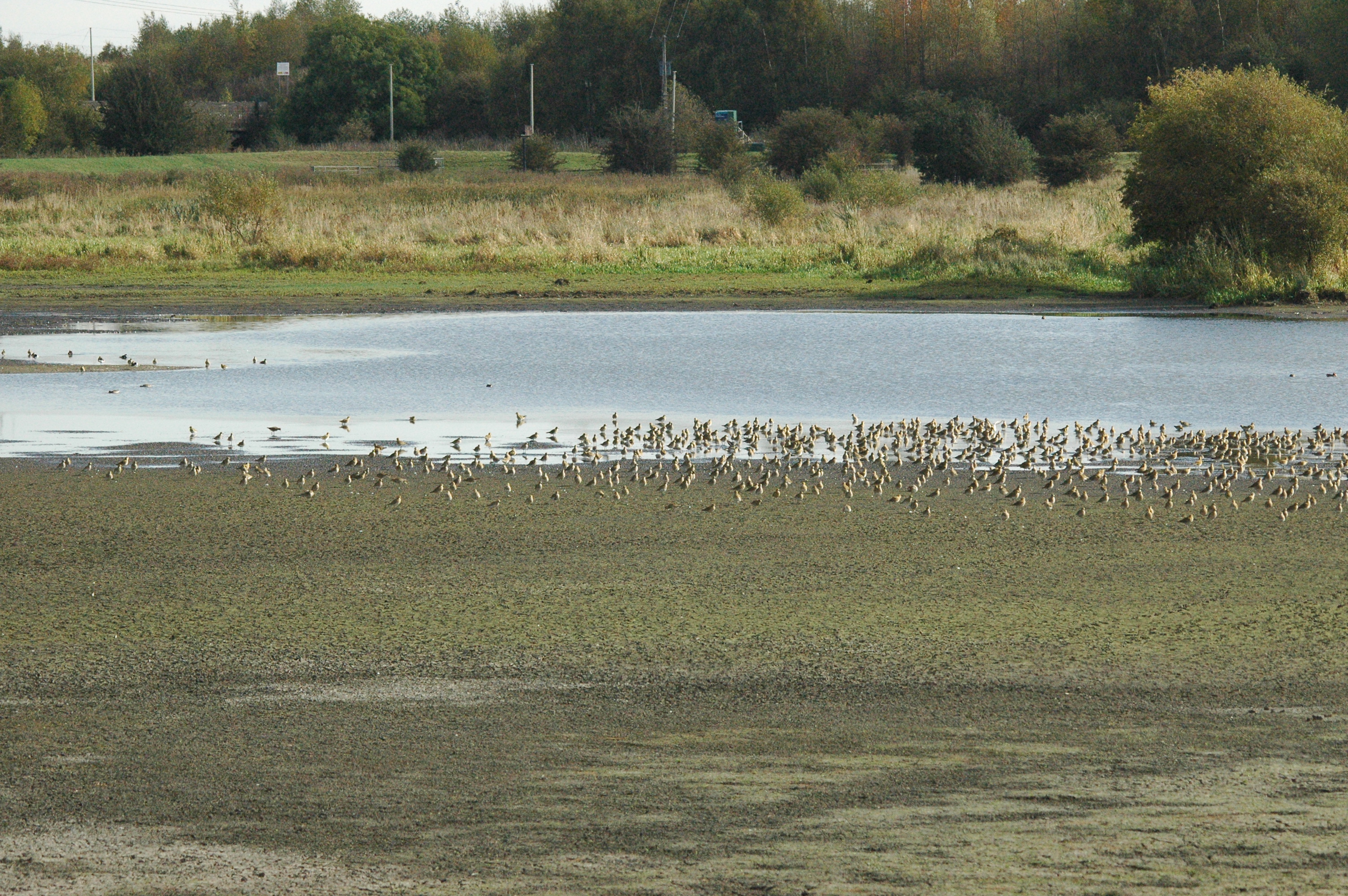 photos/wildlife/Bird_Species/062-Plovers-Lapwings/1495-European_Golden-Plover/dsc_1317.jpg