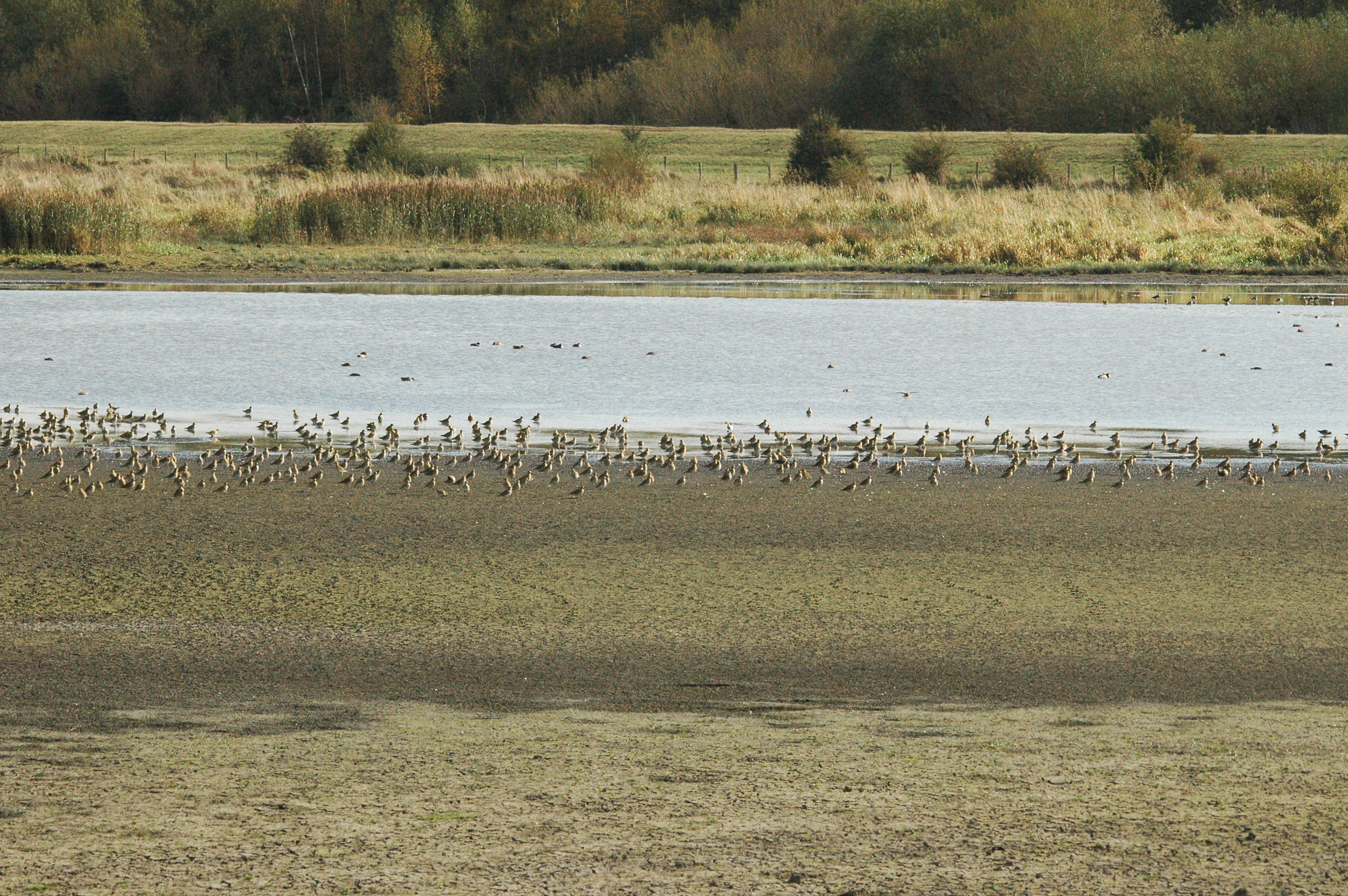 photos/wildlife/Bird_Species/062-Plovers-Lapwings/1495-European_Golden-Plover/dsc_1318.jpg
