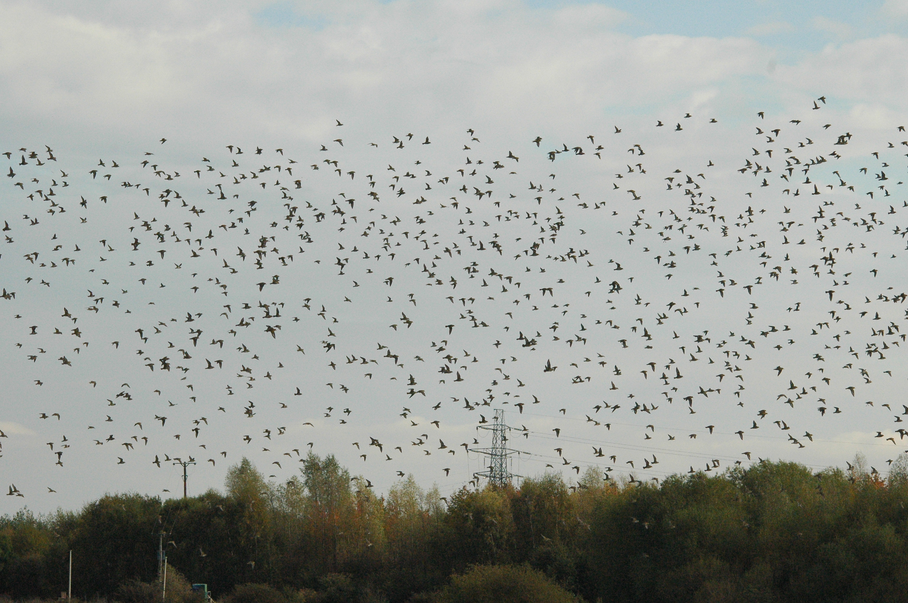 photos/wildlife/Bird_Species/062-Plovers-Lapwings/1495-European_Golden-Plover/dsc_1326.jpg