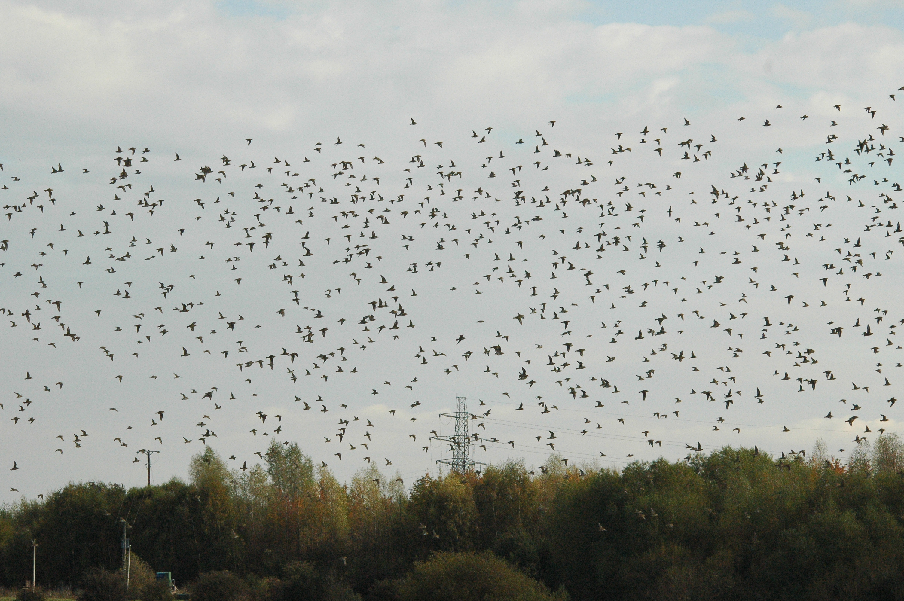 photos/wildlife/Bird_Species/062-Plovers-Lapwings/1495-European_Golden-Plover/dsc_1327.jpg