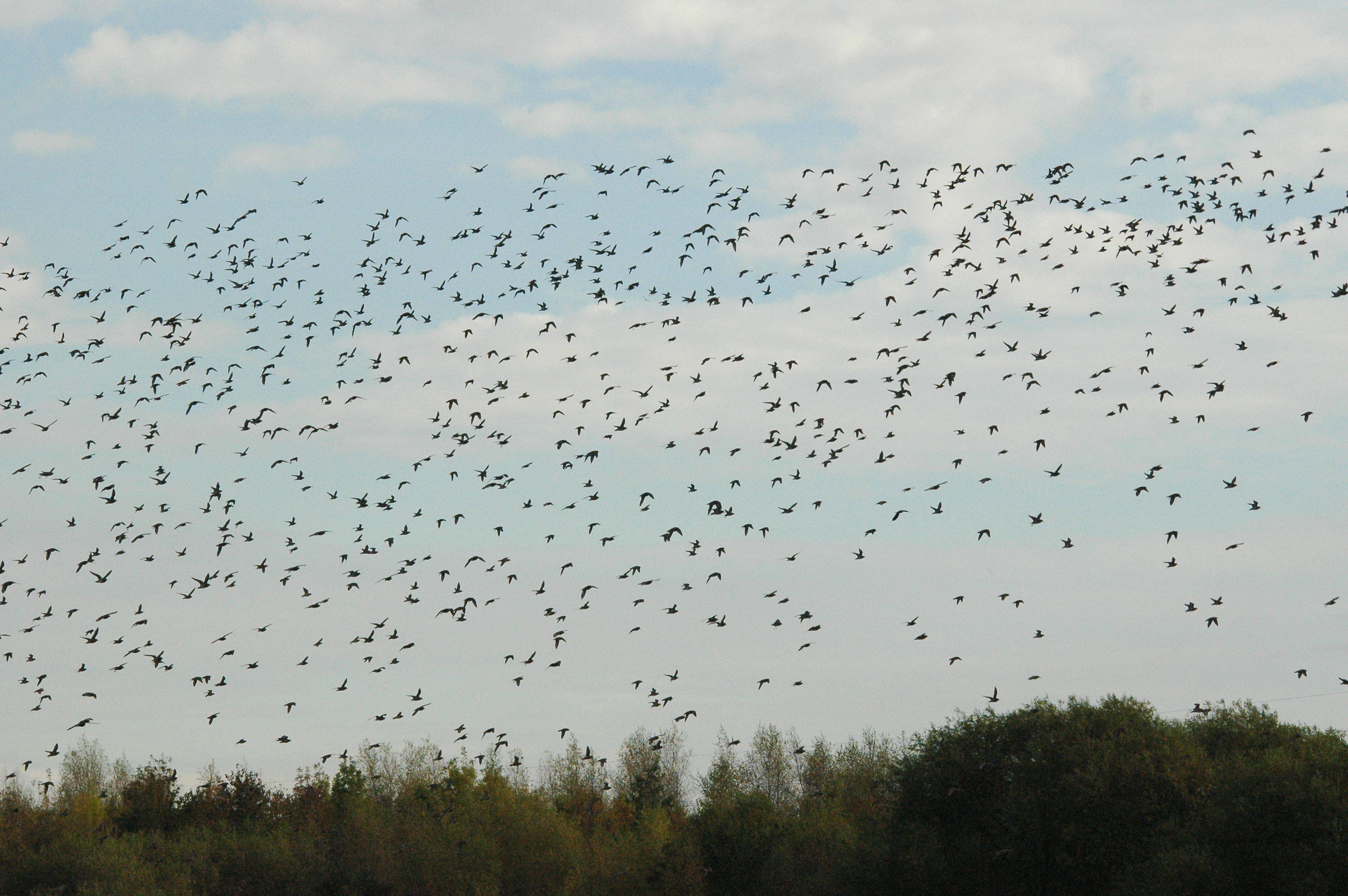 photos/wildlife/Bird_Species/062-Plovers-Lapwings/1495-European_Golden-Plover/dsc_1328.jpg