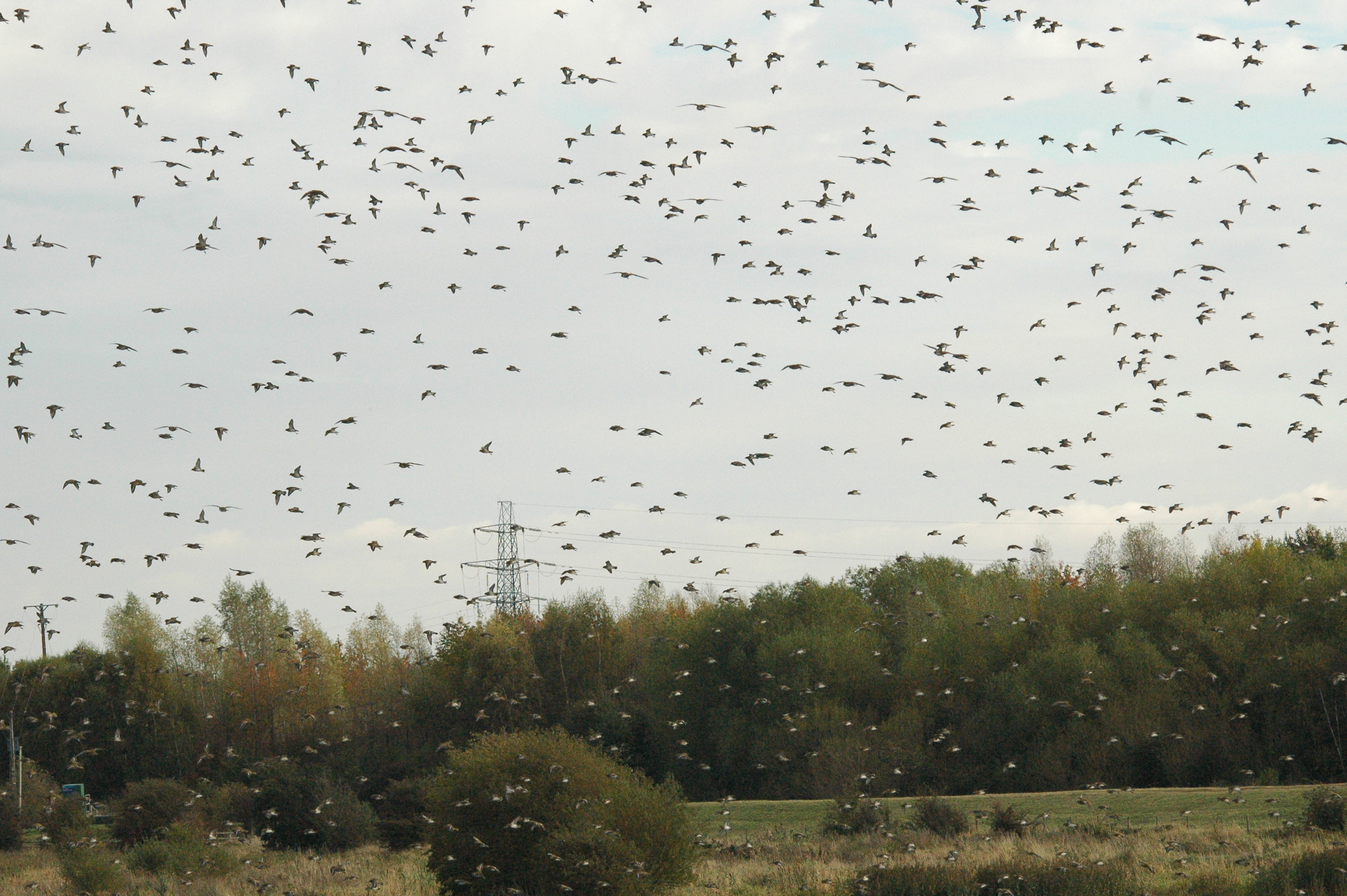 photos/wildlife/Bird_Species/062-Plovers-Lapwings/1495-European_Golden-Plover/dsc_1329.jpg