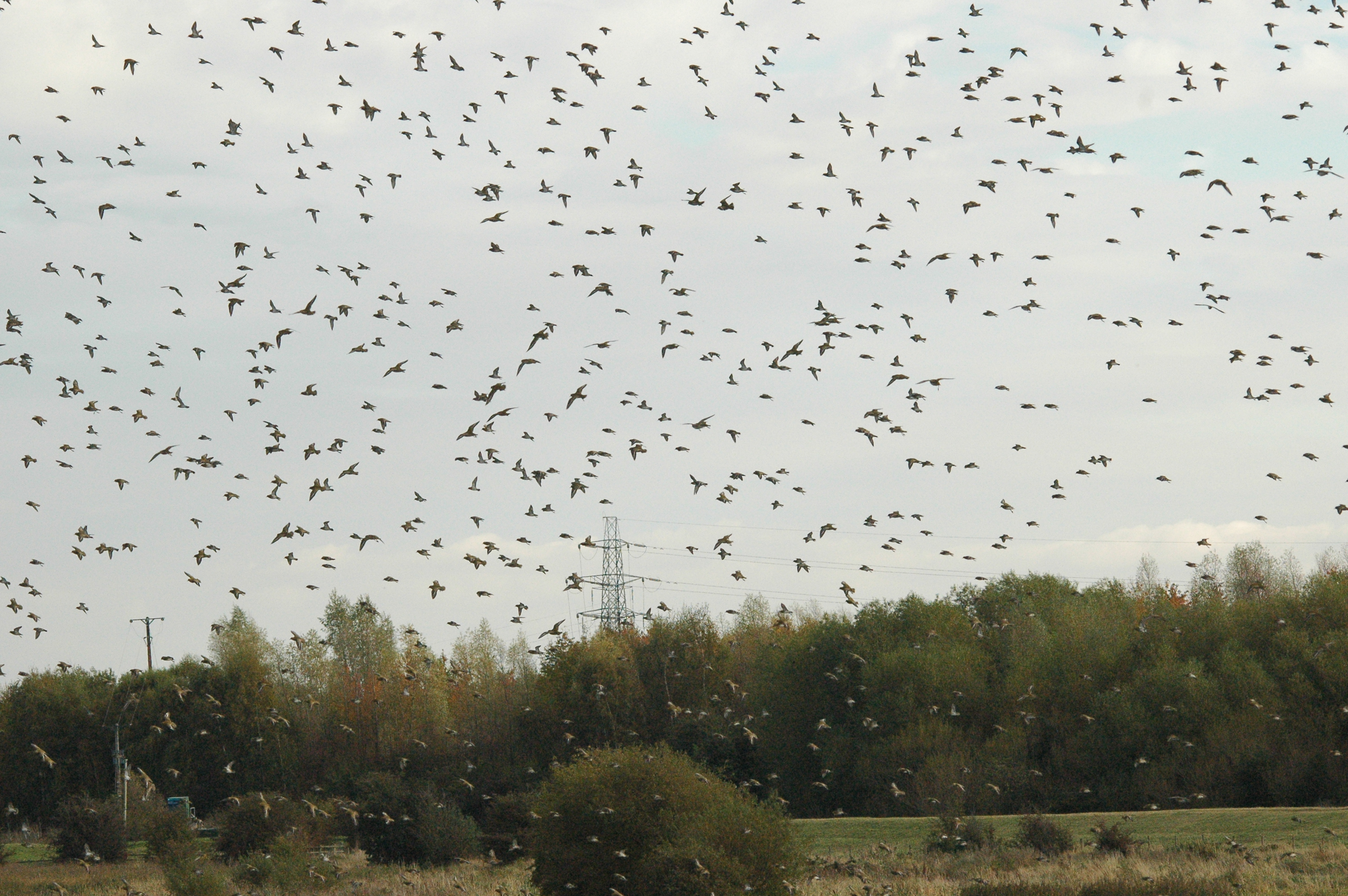 photos/wildlife/Bird_Species/062-Plovers-Lapwings/1495-European_Golden-Plover/dsc_1330.jpg