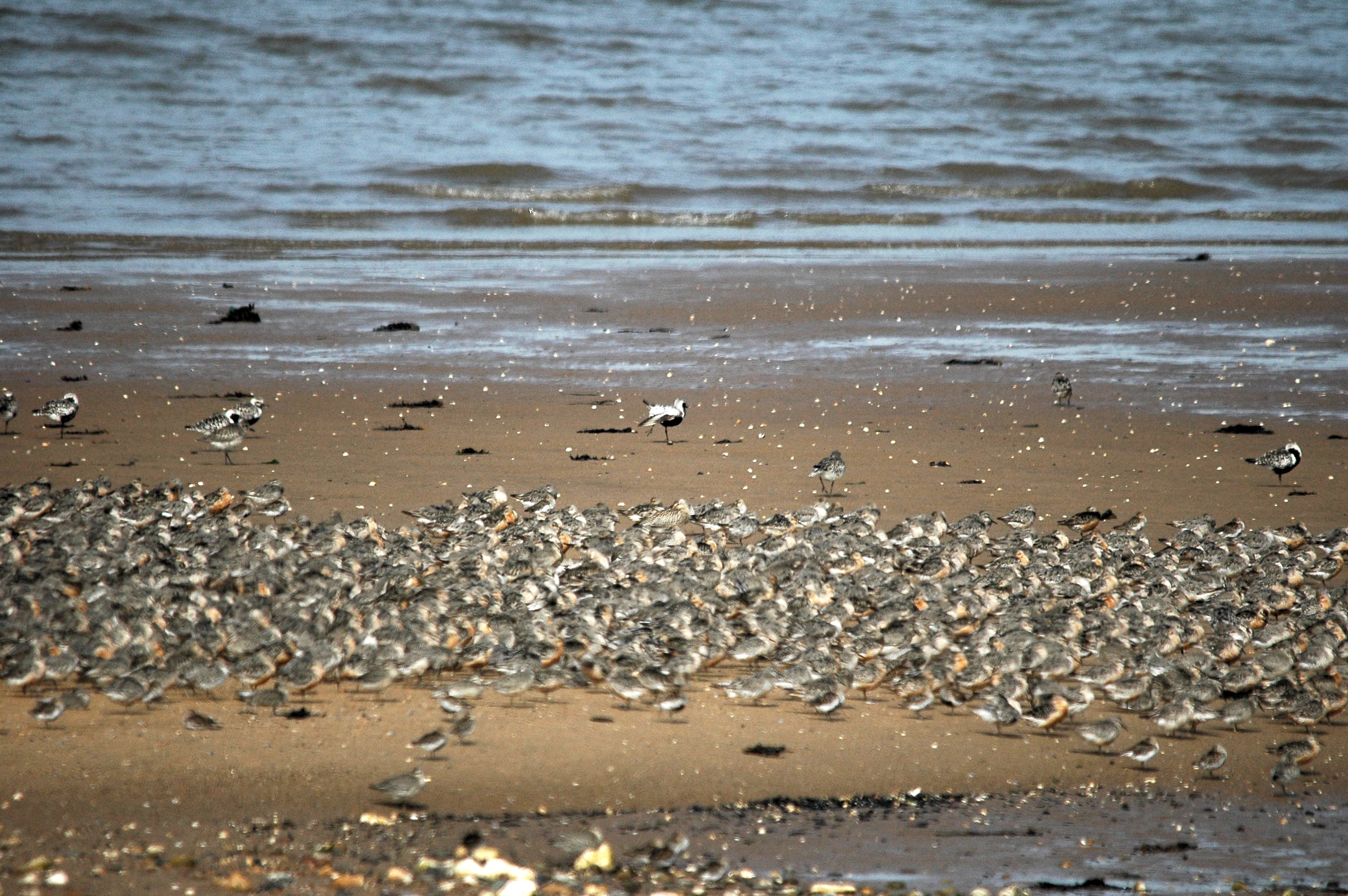 photos/wildlife/Bird_Species/062-Plovers-Lapwings/1498-Grey_Plover/dsc_3388.jpg