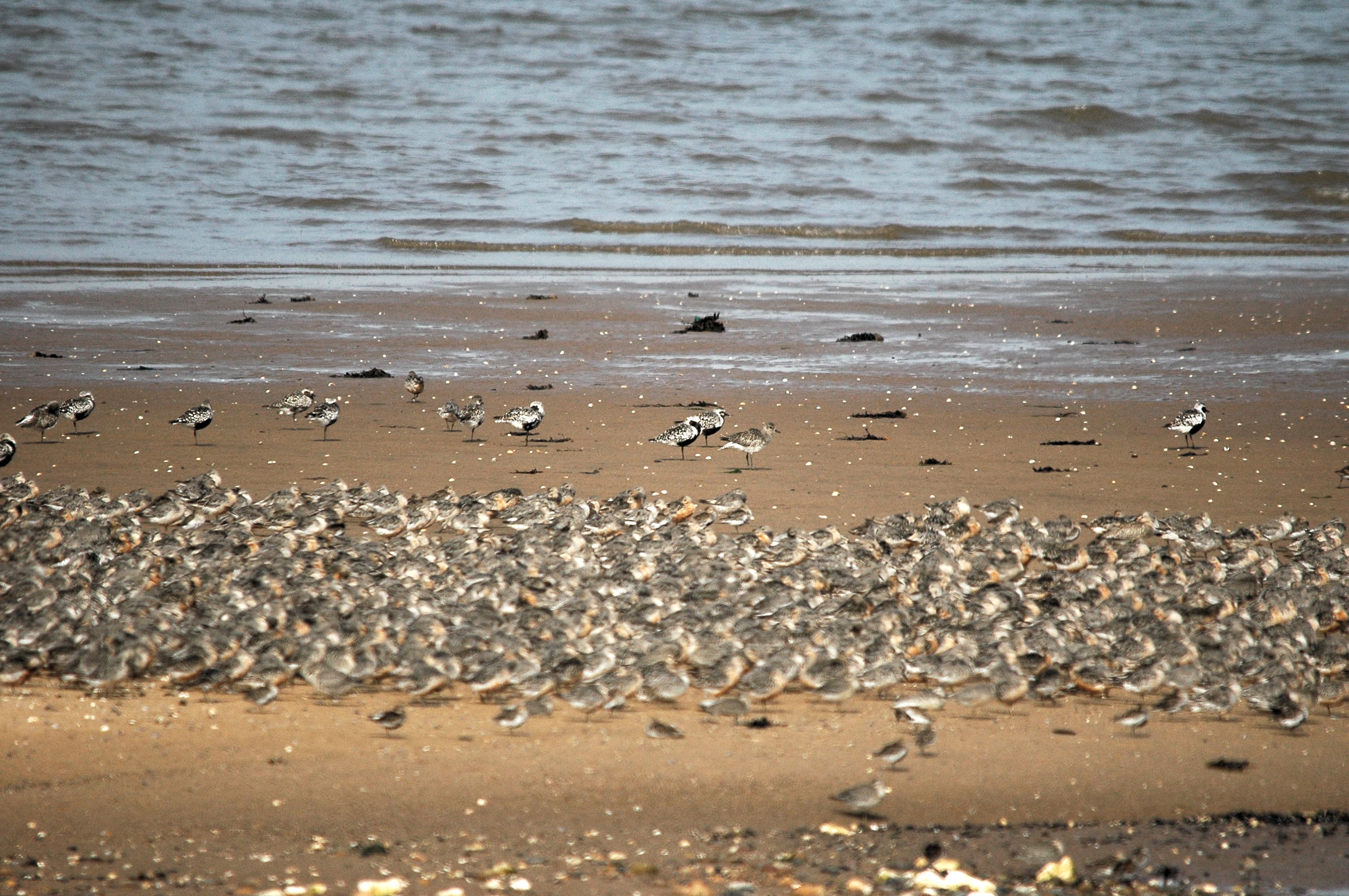 photos/wildlife/Bird_Species/062-Plovers-Lapwings/1498-Grey_Plover/dsc_3389.jpg