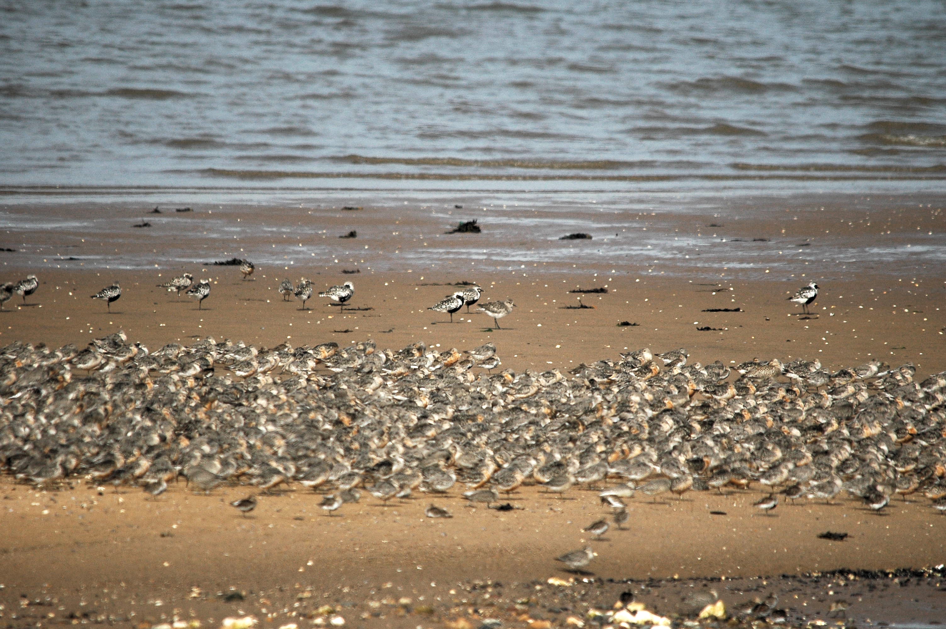 photos/wildlife/Bird_Species/062-Plovers-Lapwings/1498-Grey_Plover/dsc_3390.jpg