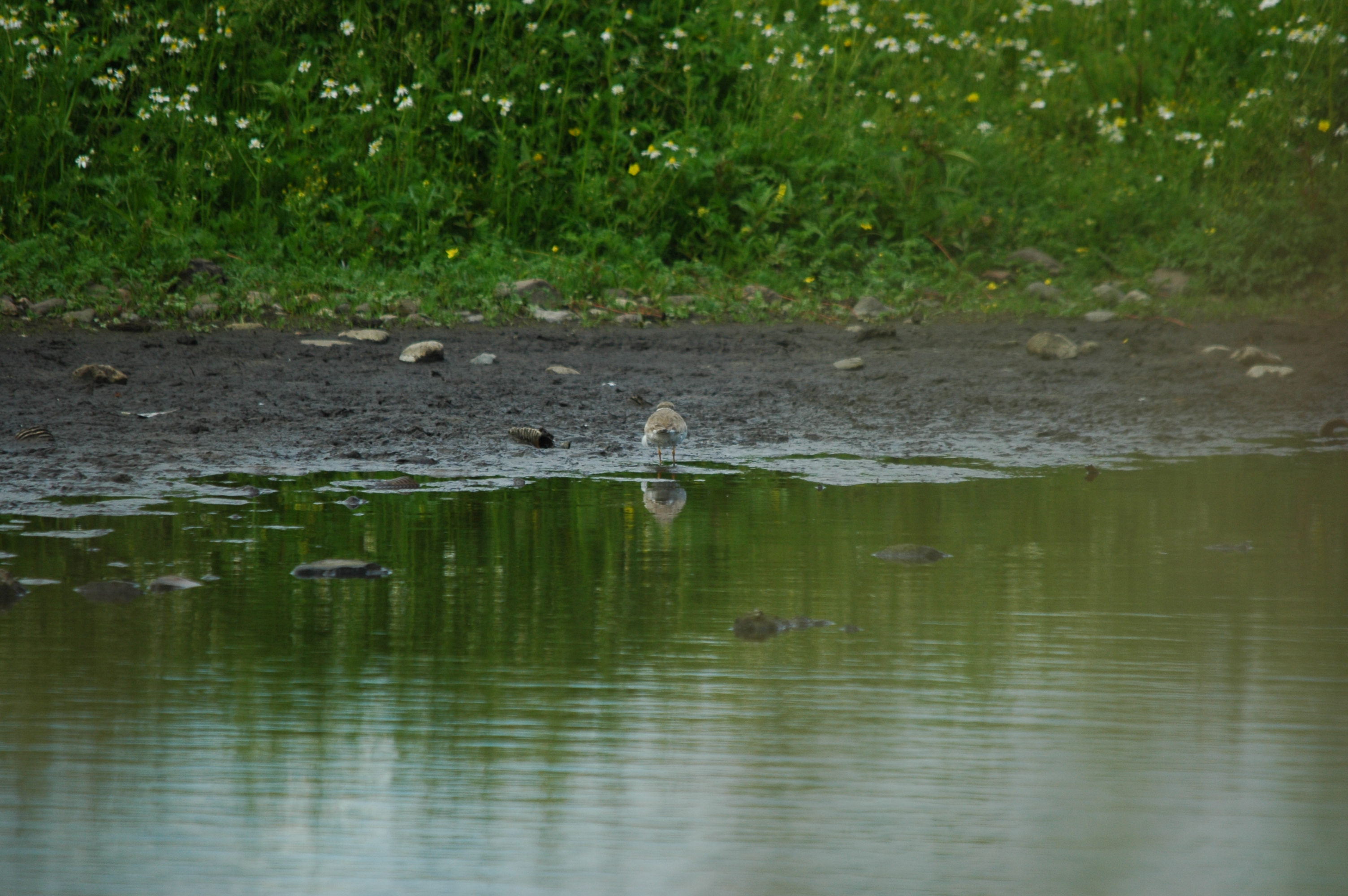 photos/wildlife/Bird_Species/062-Plovers-Lapwings/1500-Ringed_Plover/DSC_6181.JPG