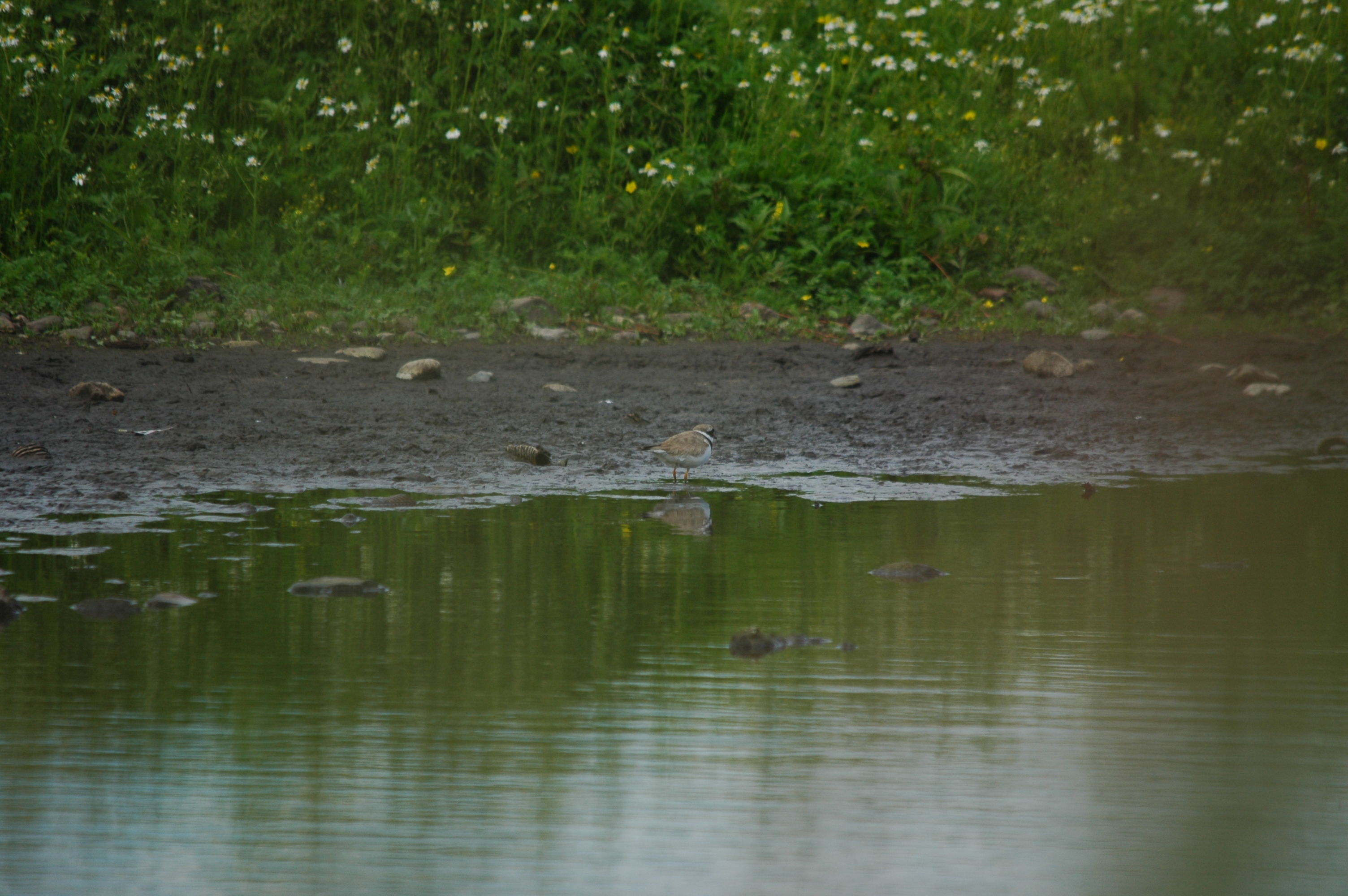 photos/wildlife/Bird_Species/062-Plovers-Lapwings/1500-Ringed_Plover/DSC_6182.JPG