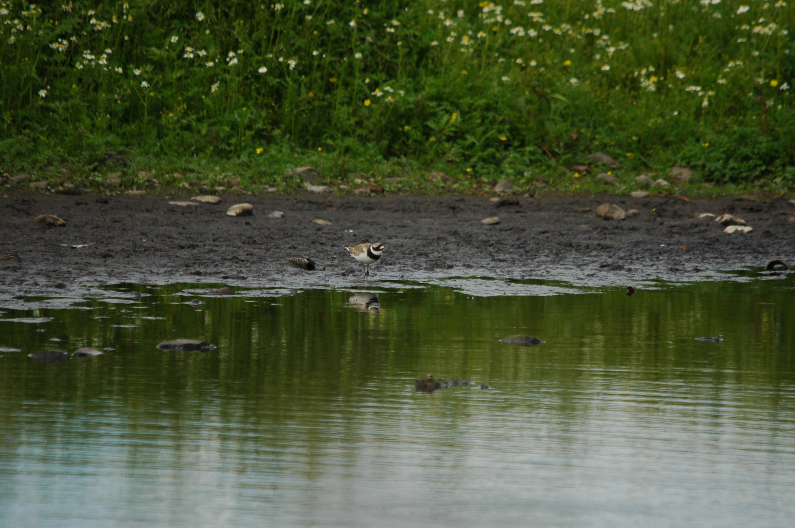photos/wildlife/Bird_Species/062-Plovers-Lapwings/1500-Ringed_Plover/DSC_6183.JPG