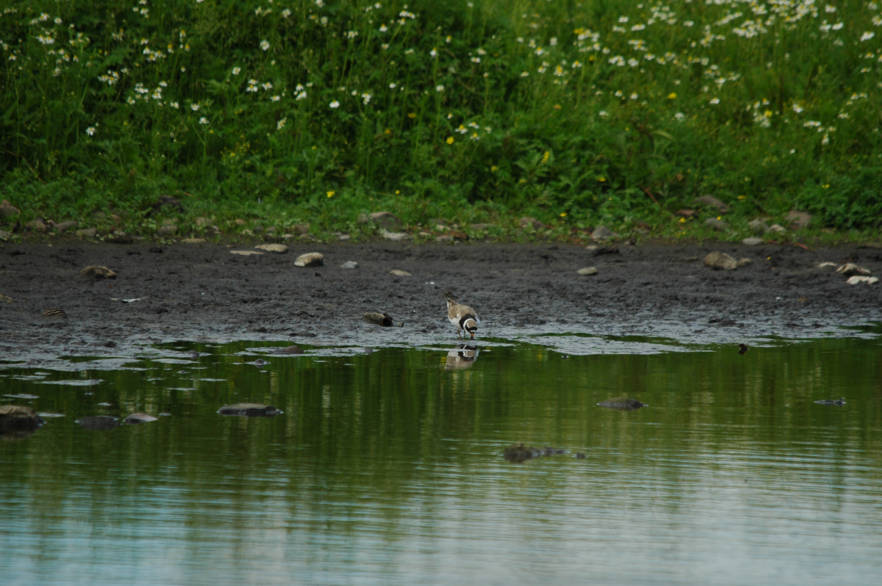 photos/wildlife/Bird_Species/062-Plovers-Lapwings/1500-Ringed_Plover/DSC_6184.JPG