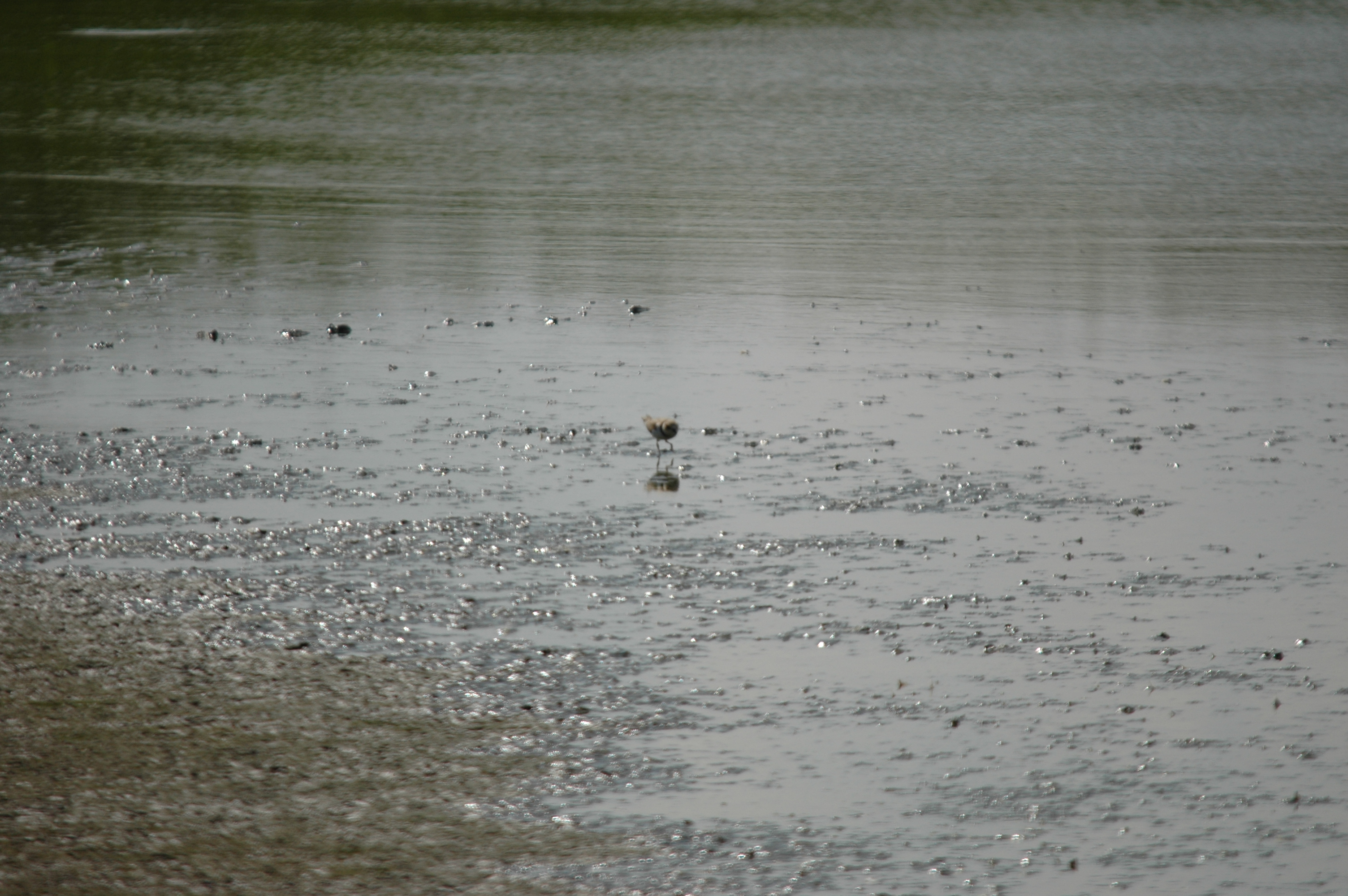 photos/wildlife/Bird_Species/062-Plovers-Lapwings/1500-Ringed_Plover/DSC_6903.JPG