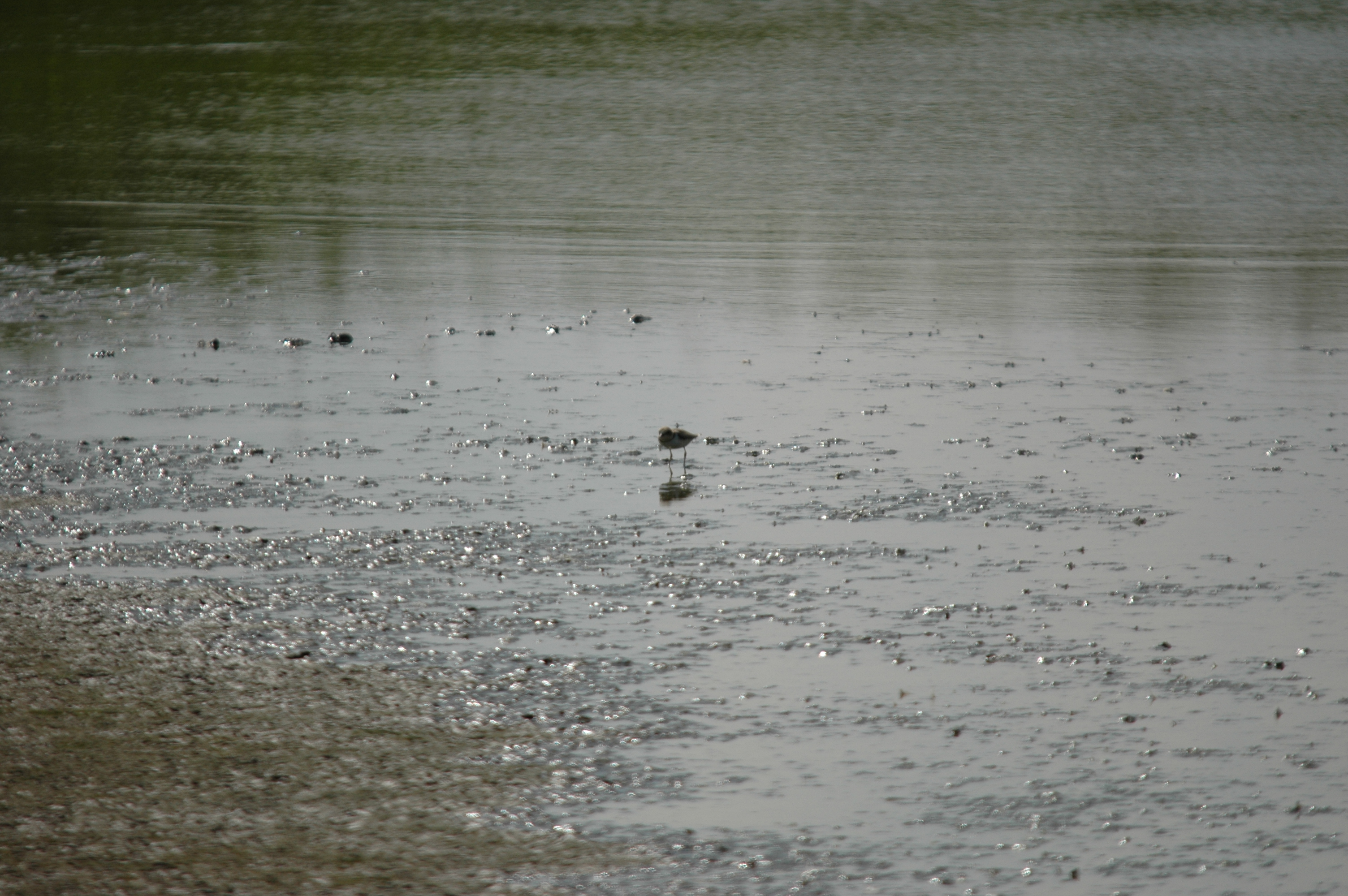 photos/wildlife/Bird_Species/062-Plovers-Lapwings/1500-Ringed_Plover/DSC_6904.JPG