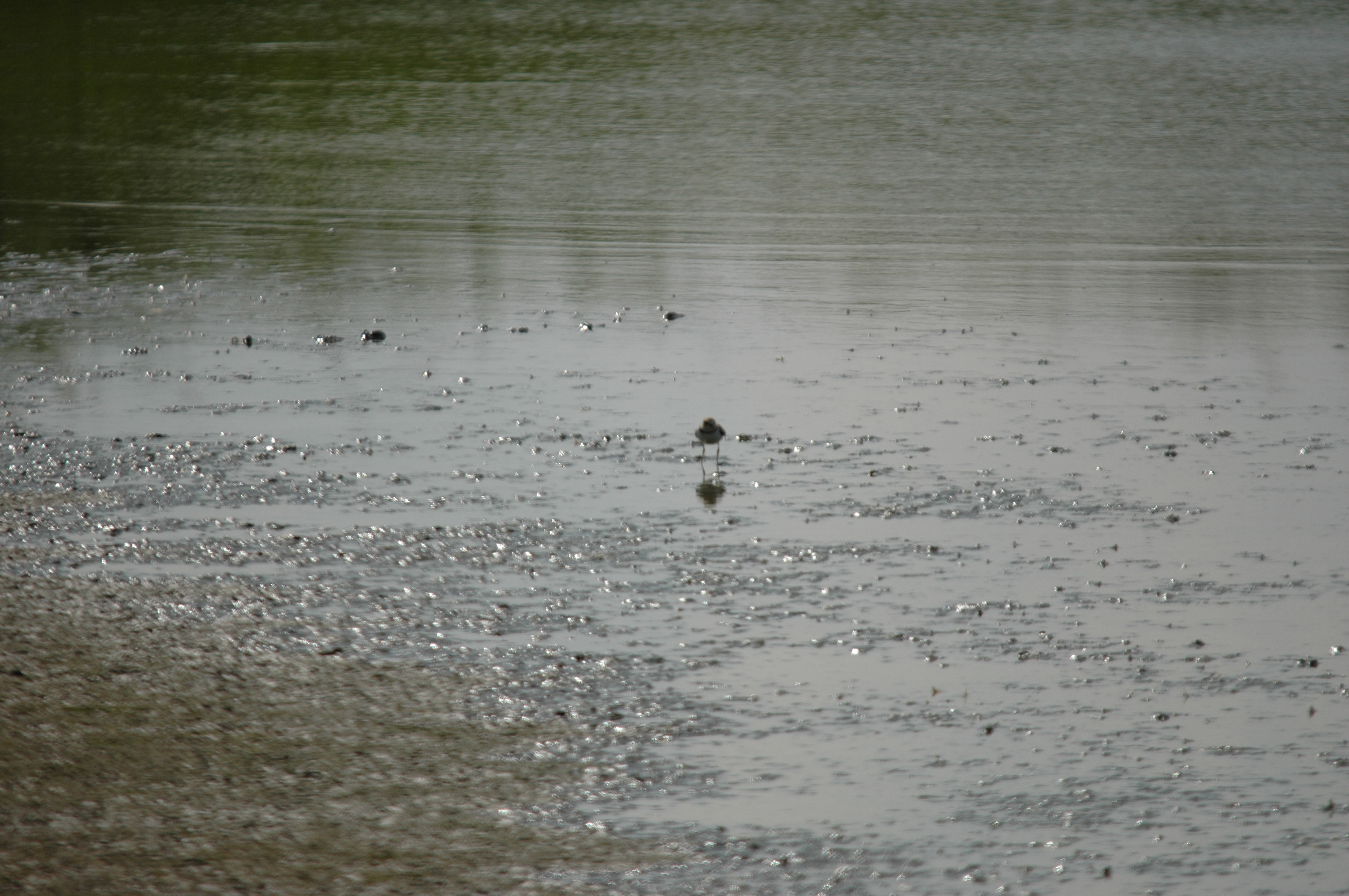 photos/wildlife/Bird_Species/062-Plovers-Lapwings/1500-Ringed_Plover/DSC_6905.JPG
