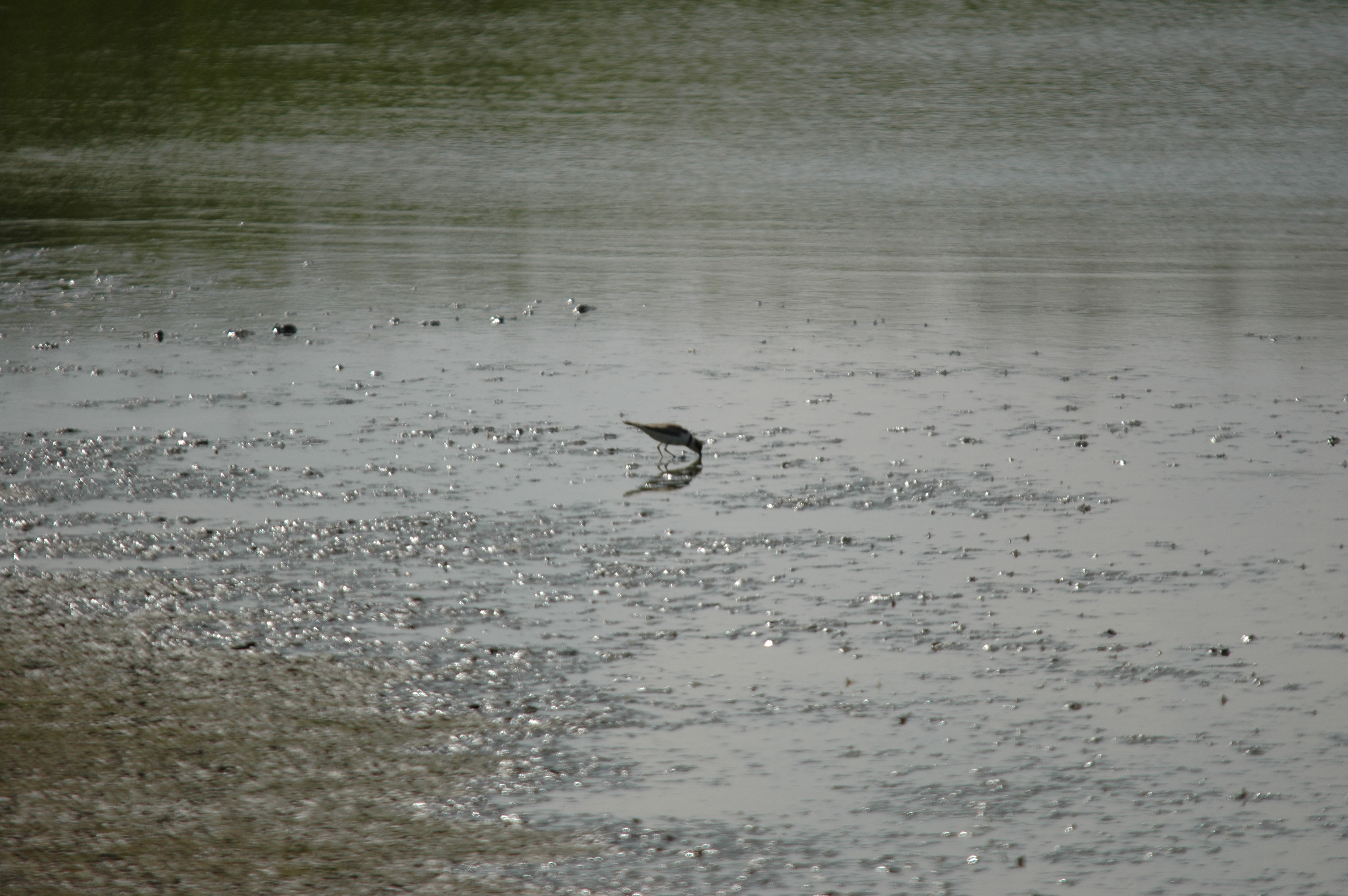 photos/wildlife/Bird_Species/062-Plovers-Lapwings/1500-Ringed_Plover/DSC_6906.JPG