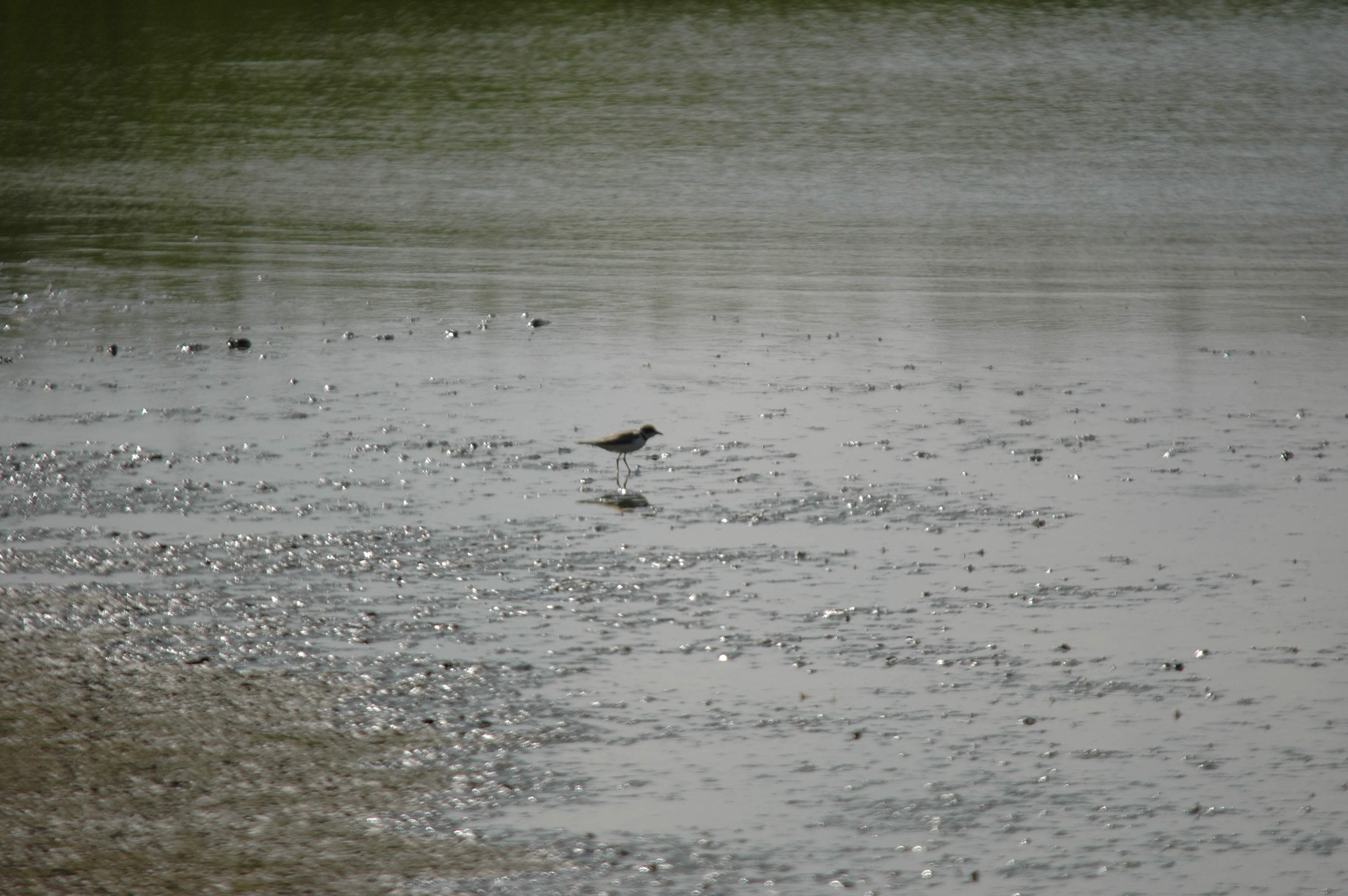 photos/wildlife/Bird_Species/062-Plovers-Lapwings/1500-Ringed_Plover/DSC_6907.JPG