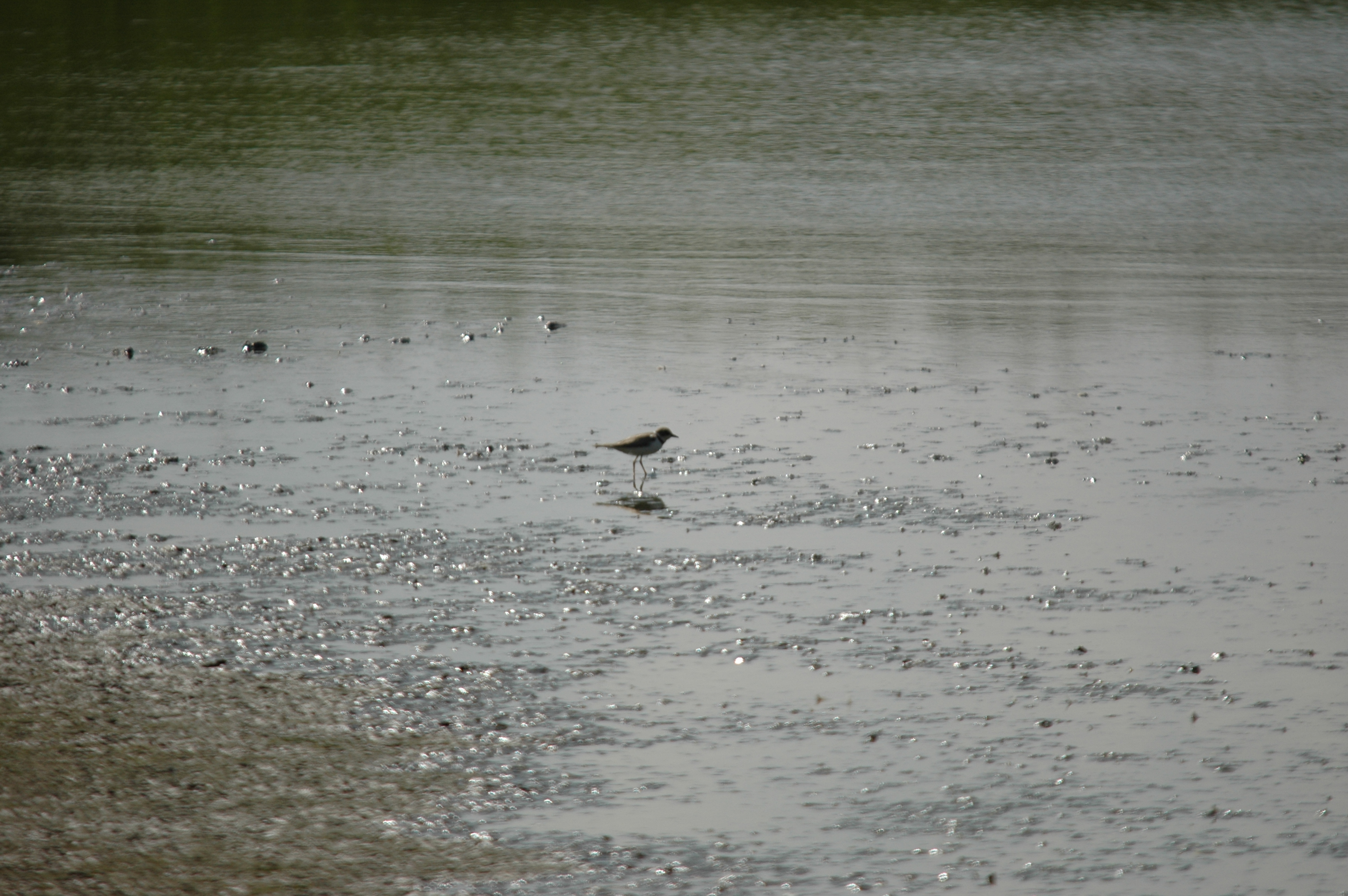 photos/wildlife/Bird_Species/062-Plovers-Lapwings/1500-Ringed_Plover/DSC_6908.JPG