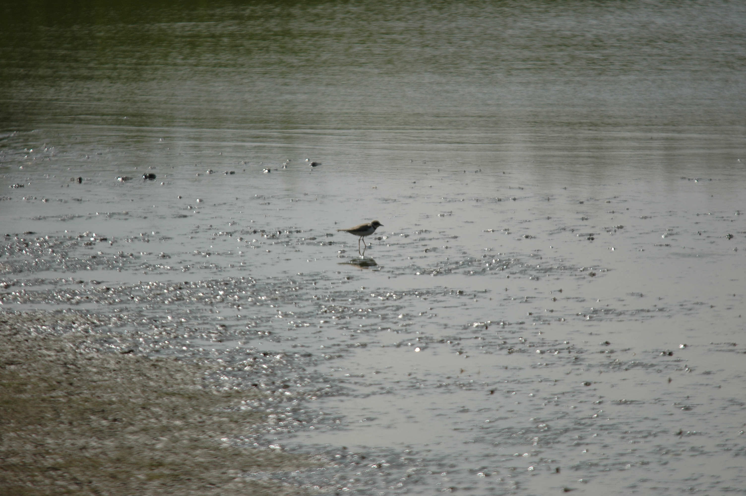 photos/wildlife/Bird_Species/062-Plovers-Lapwings/1500-Ringed_Plover/DSC_6909.JPG