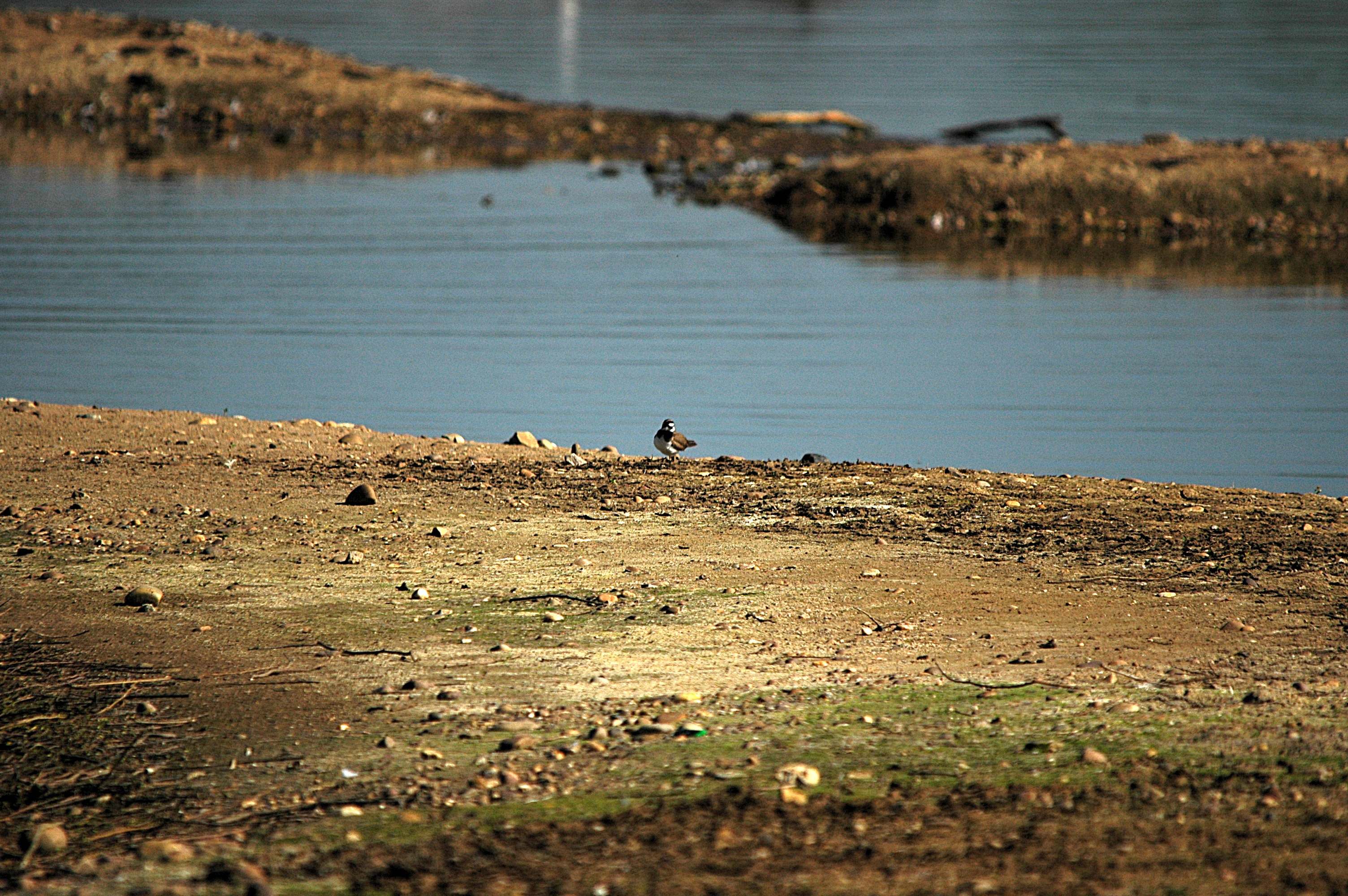 photos/wildlife/Bird_Species/062-Plovers-Lapwings/1503-Little-ringed_Plover/DSC_5448.JPG