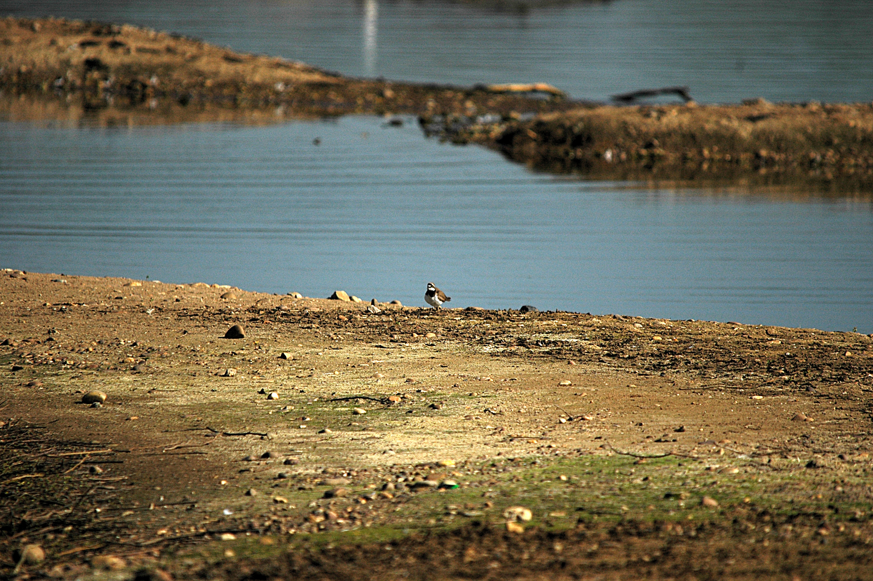 photos/wildlife/Bird_Species/062-Plovers-Lapwings/1503-Little-ringed_Plover/DSC_5449.JPG