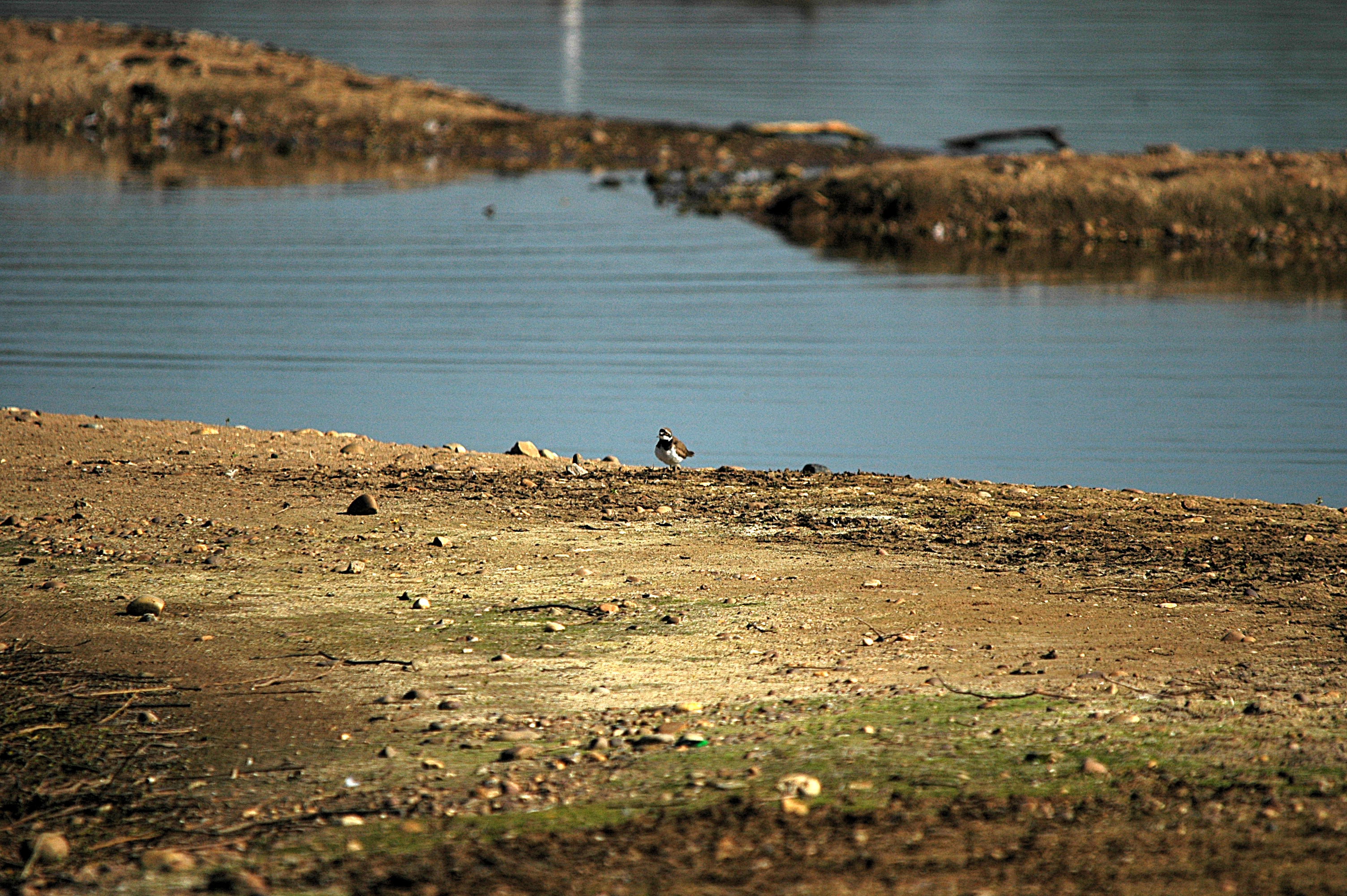 photos/wildlife/Bird_Species/062-Plovers-Lapwings/1503-Little-ringed_Plover/DSC_5450.JPG