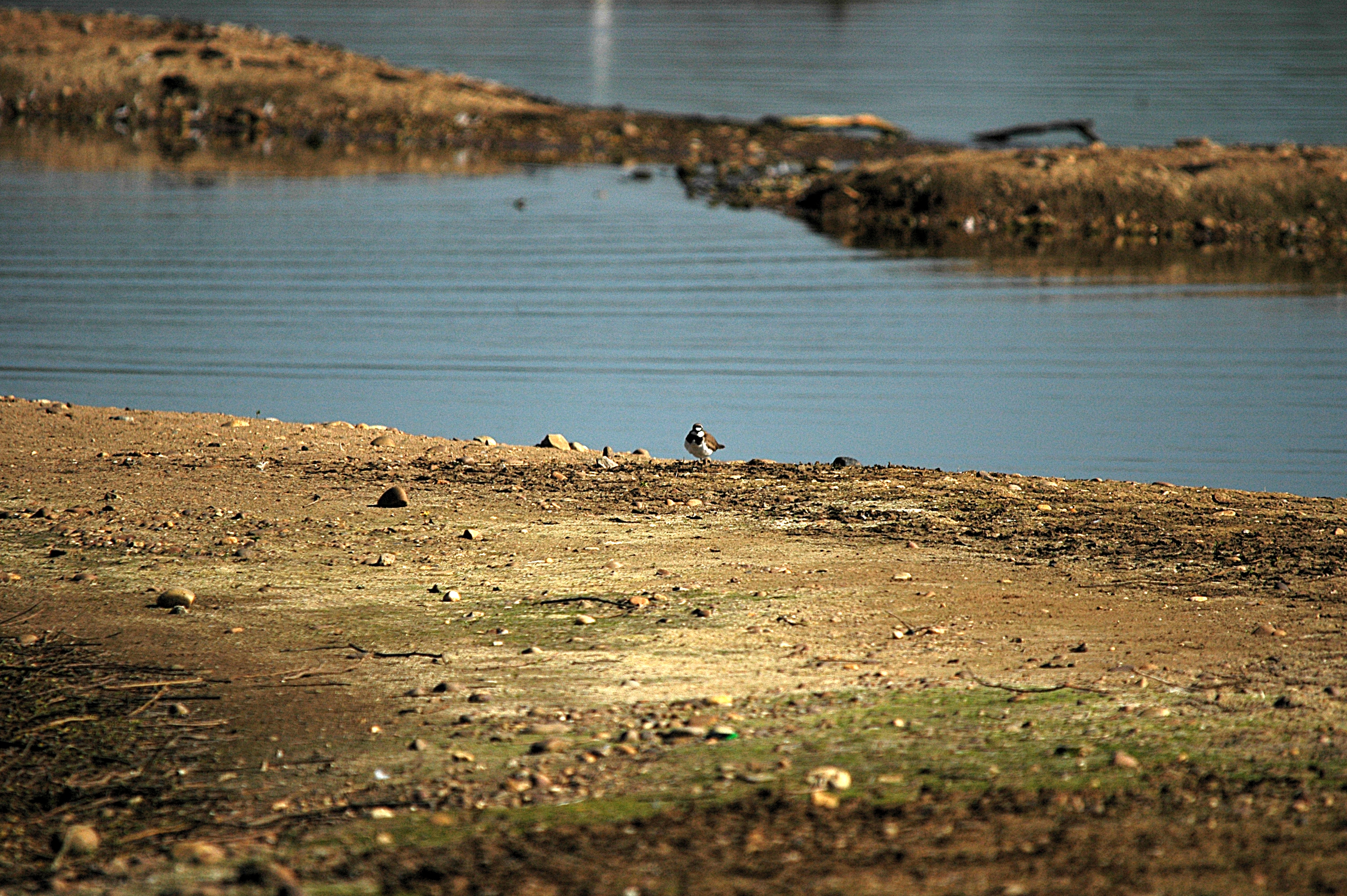 photos/wildlife/Bird_Species/062-Plovers-Lapwings/1503-Little-ringed_Plover/DSC_5451.JPG