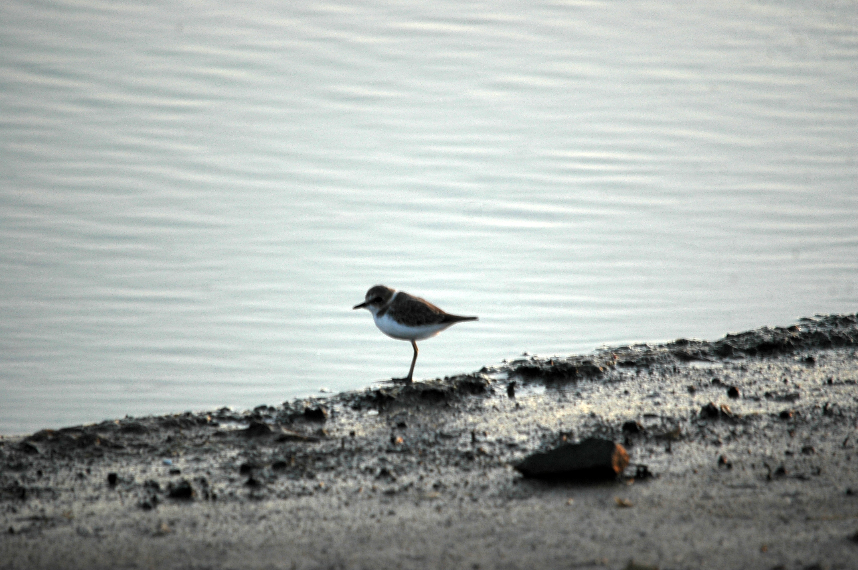 photos/wildlife/Bird_Species/062-Plovers-Lapwings/1512-Kentish_Plover/20090921-Spain-01.jpg
