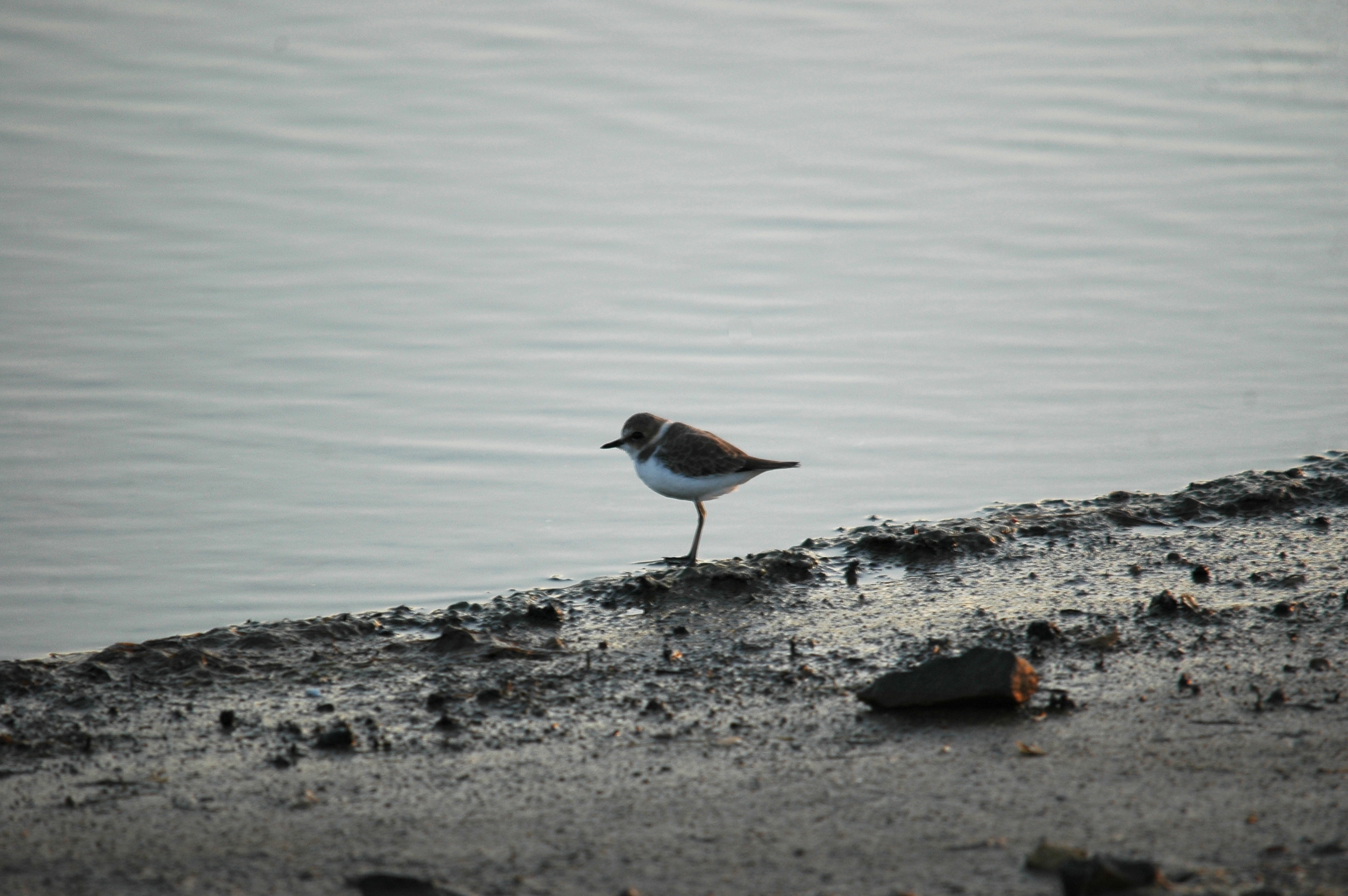 photos/wildlife/Bird_Species/062-Plovers-Lapwings/1512-Kentish_Plover/20090921-Spain-02.jpg