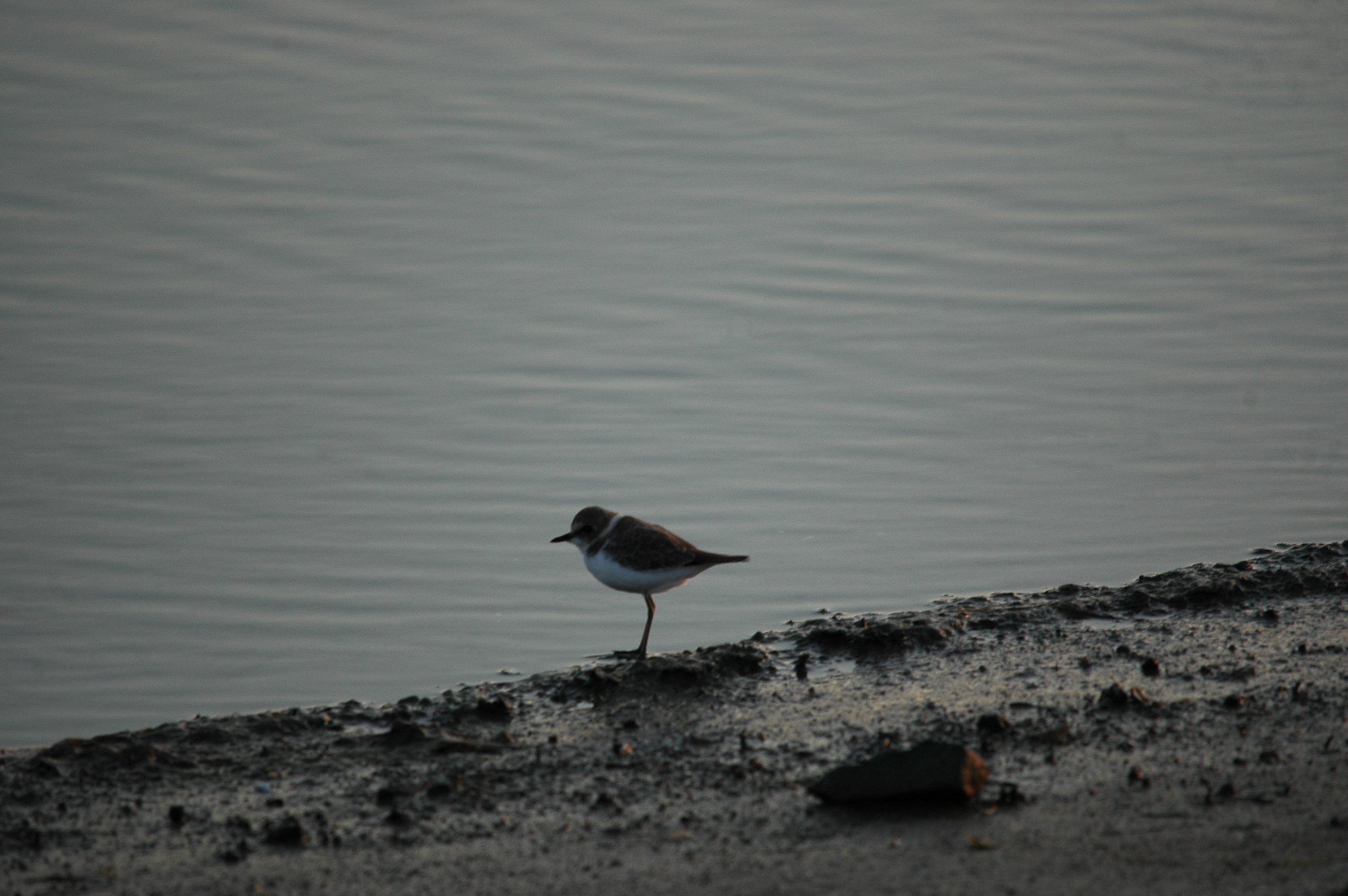 photos/wildlife/Bird_Species/062-Plovers-Lapwings/1512-Kentish_Plover/20090921-Spain-03.jpg