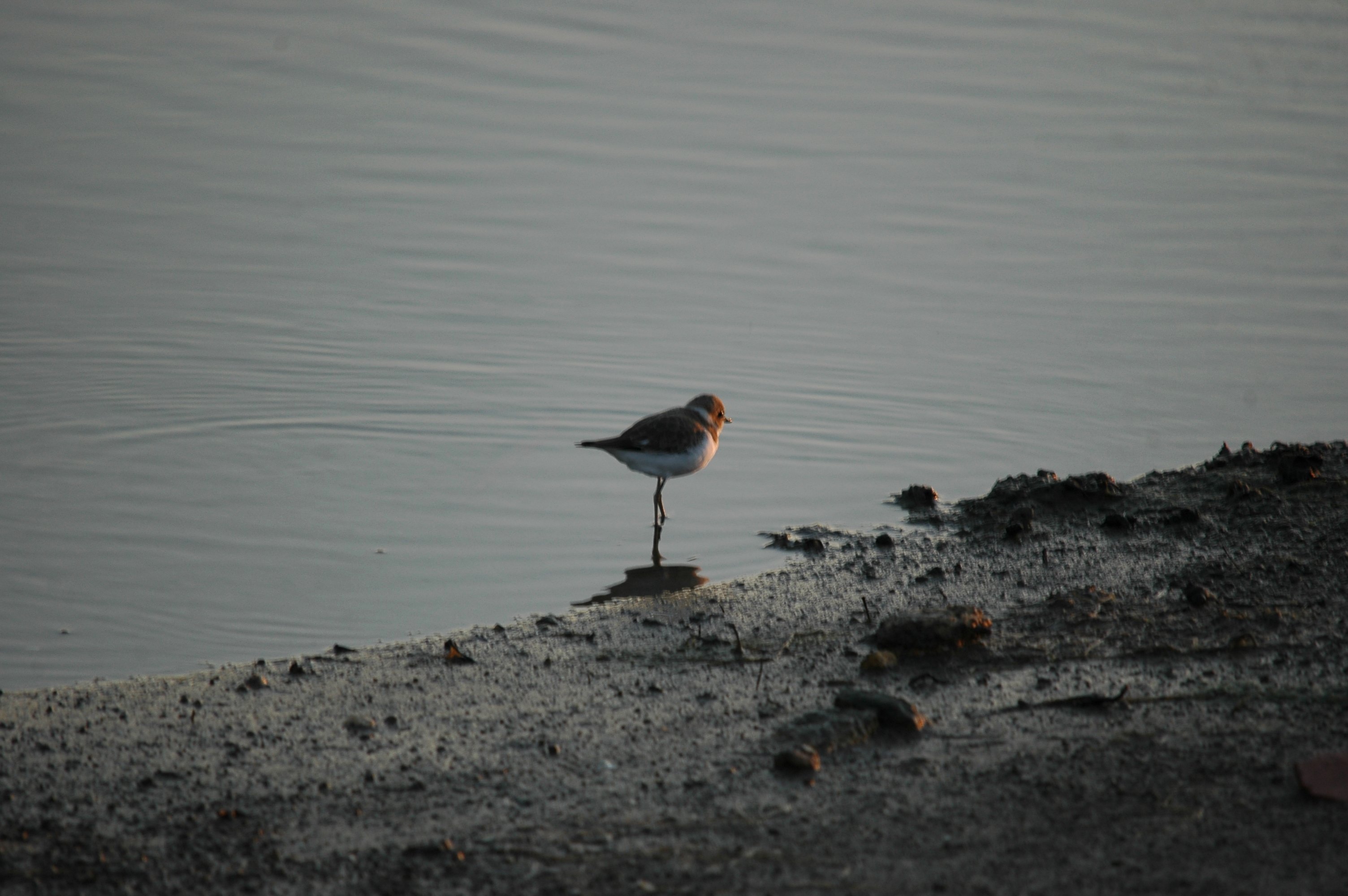 photos/wildlife/Bird_Species/062-Plovers-Lapwings/1512-Kentish_Plover/20090921-Spain-04.jpg
