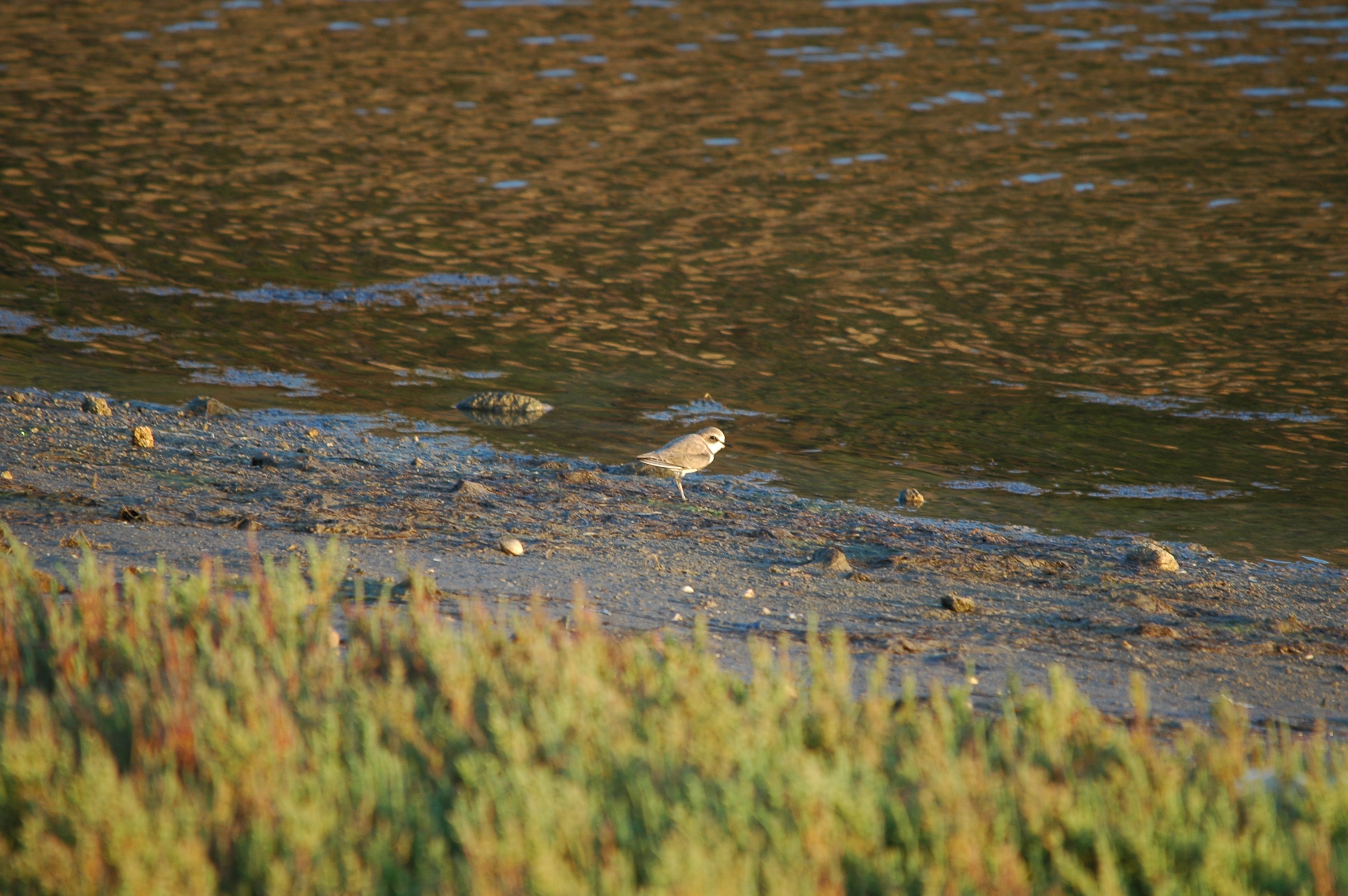 photos/wildlife/Bird_Species/062-Plovers-Lapwings/1512-Kentish_Plover/20090921-Spain-05.jpg