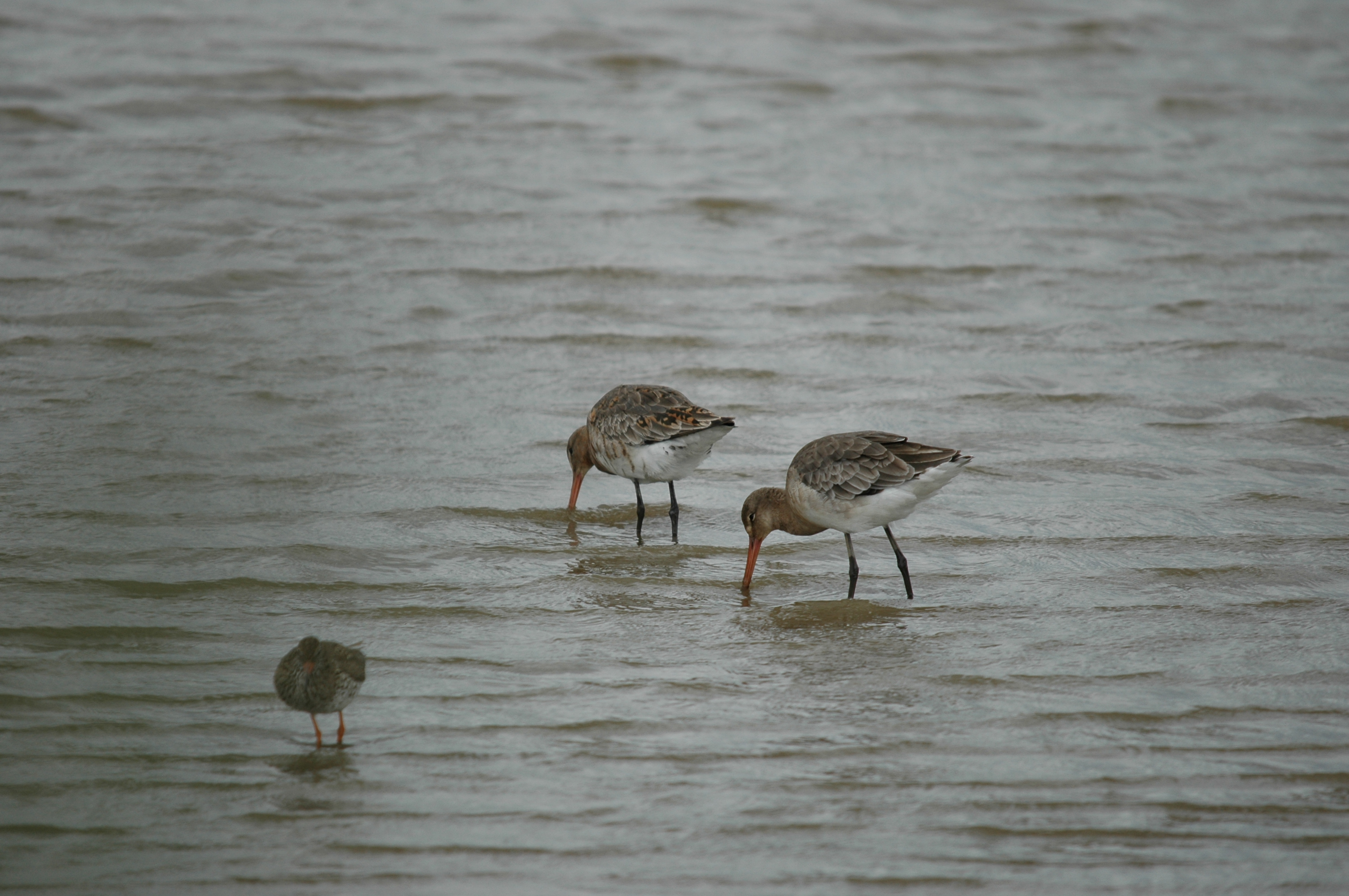 photos/wildlife/Bird_Species/063-Waders/1540-Black-Tailed_Godwit/20090618-Blacktoft-01.jpg