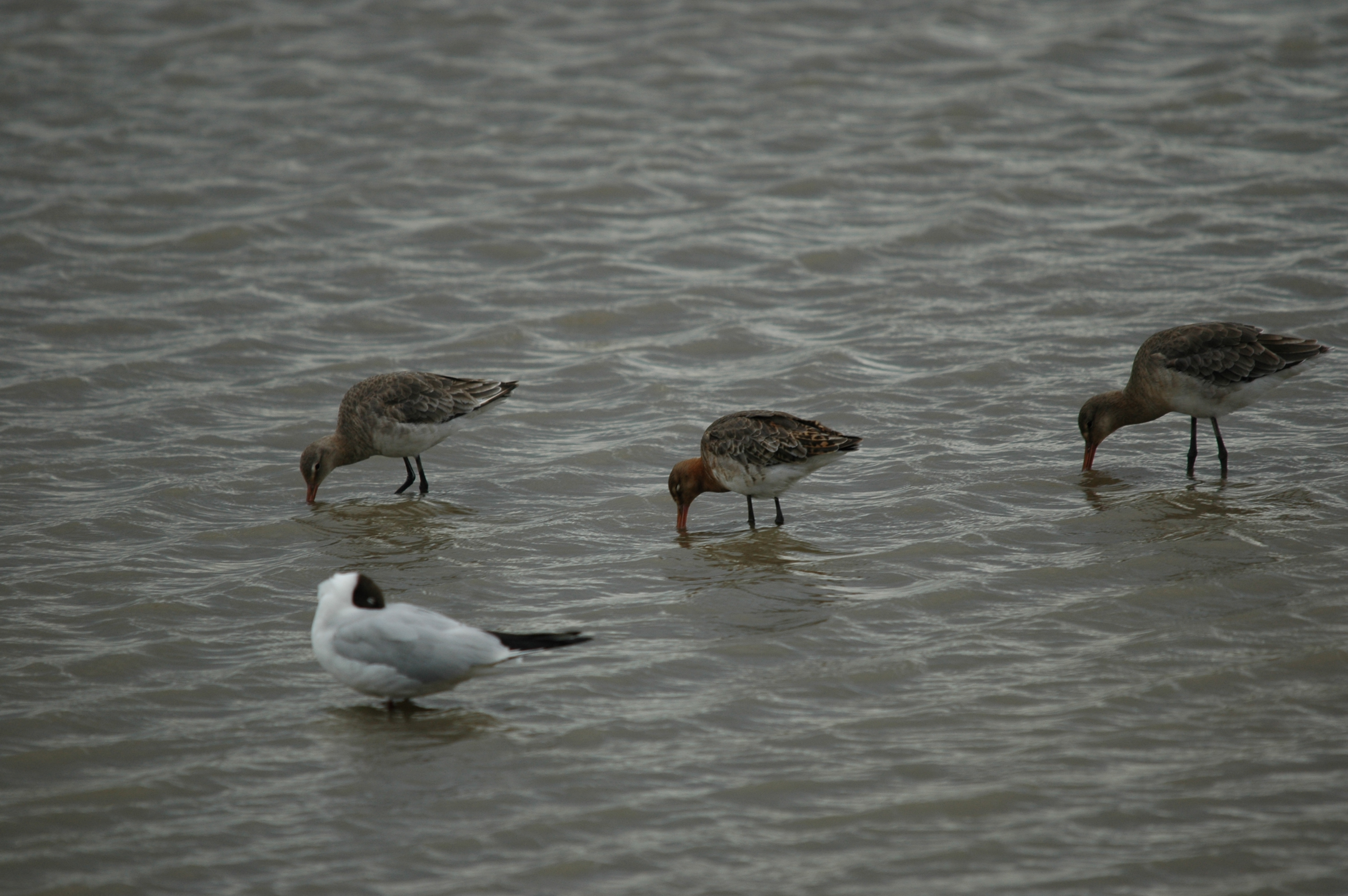 photos/wildlife/Bird_Species/063-Waders/1540-Black-Tailed_Godwit/20090618-Blacktoft-02.jpg