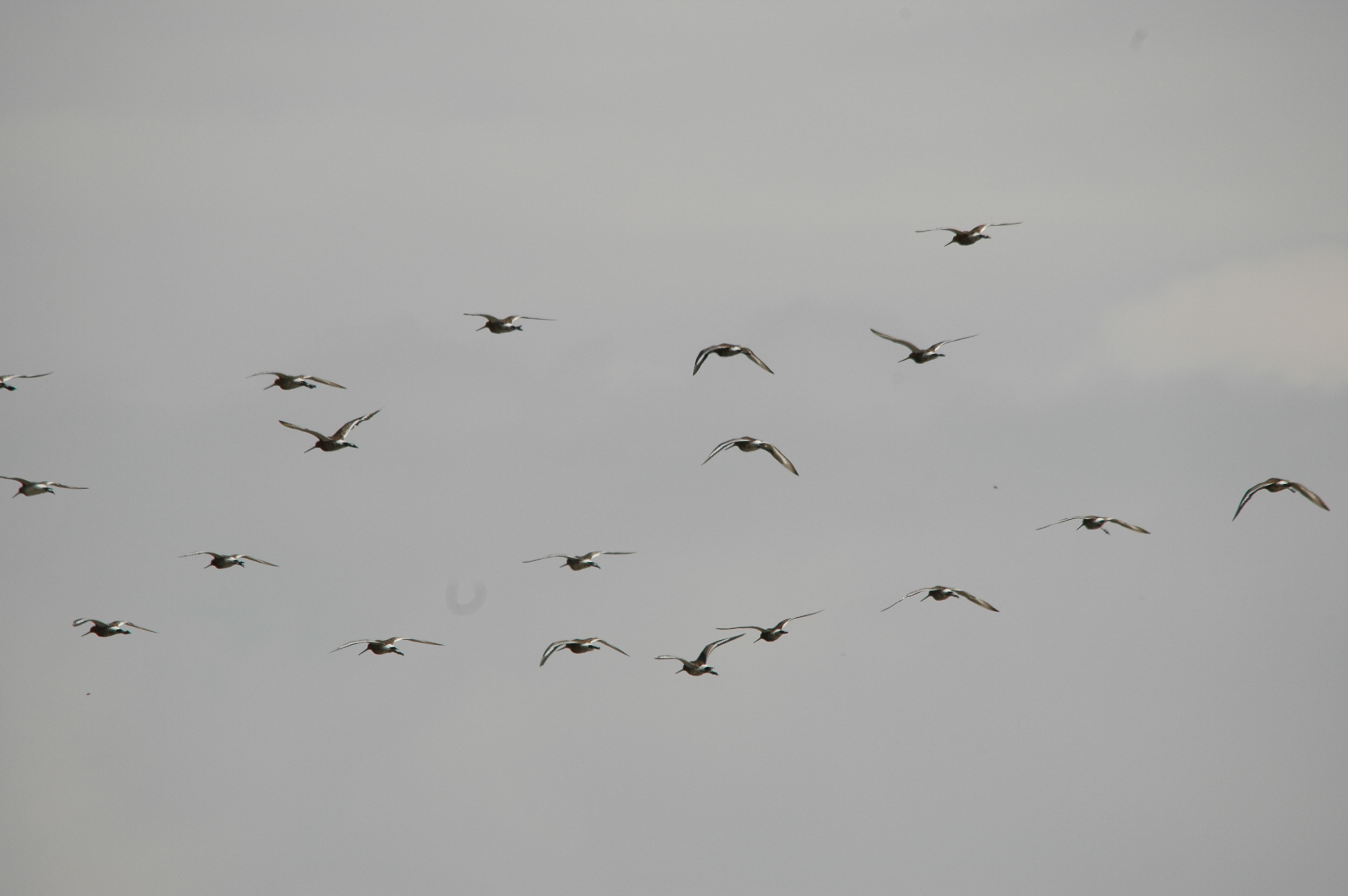 photos/wildlife/Bird_Species/063-Waders/1540-Black-Tailed_Godwit/20090623-Blacktoft-02.jpg