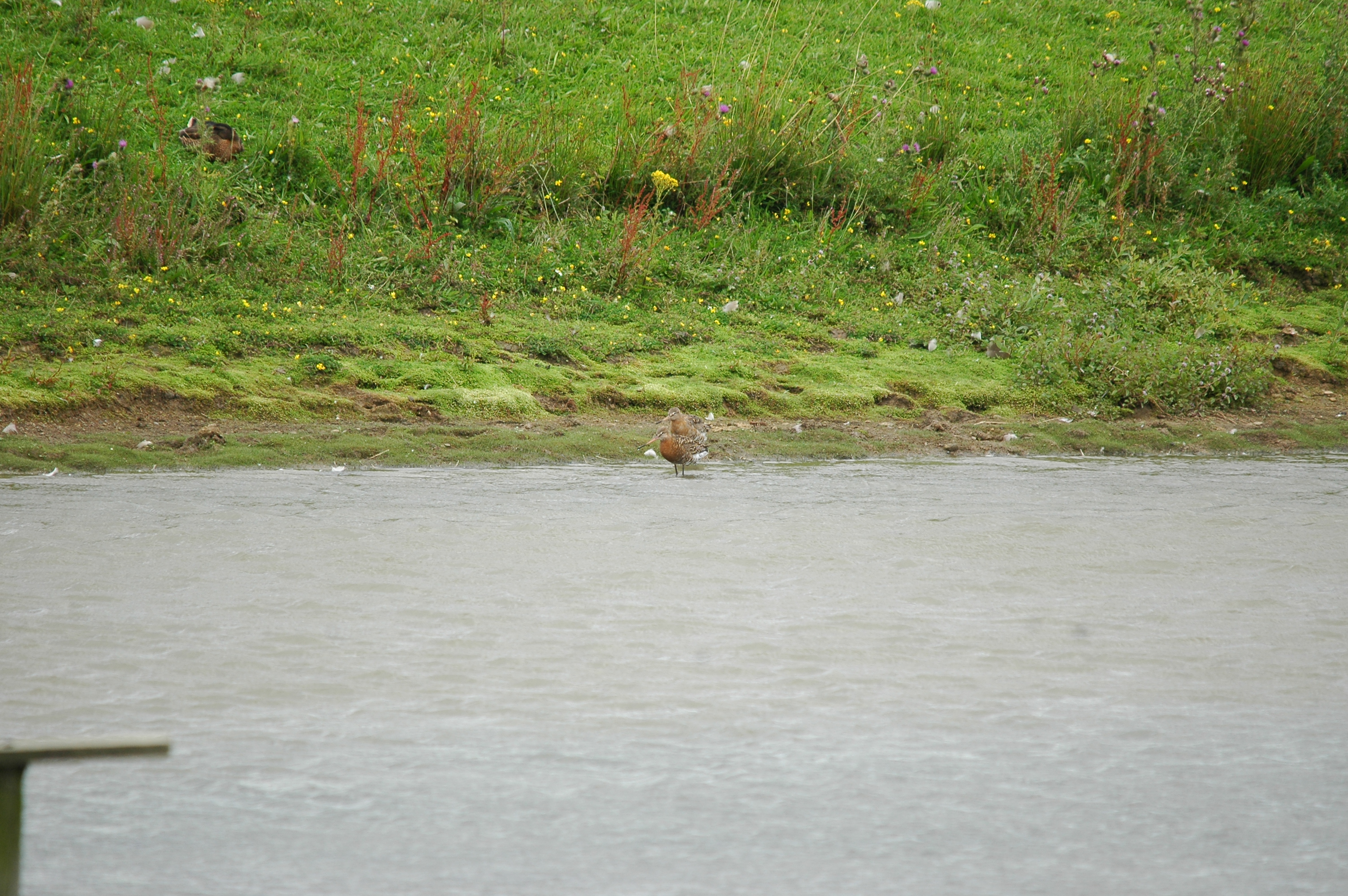 photos/wildlife/Bird_Species/063-Waders/1540-Black-Tailed_Godwit/20090802-OldMoor-01.jpg