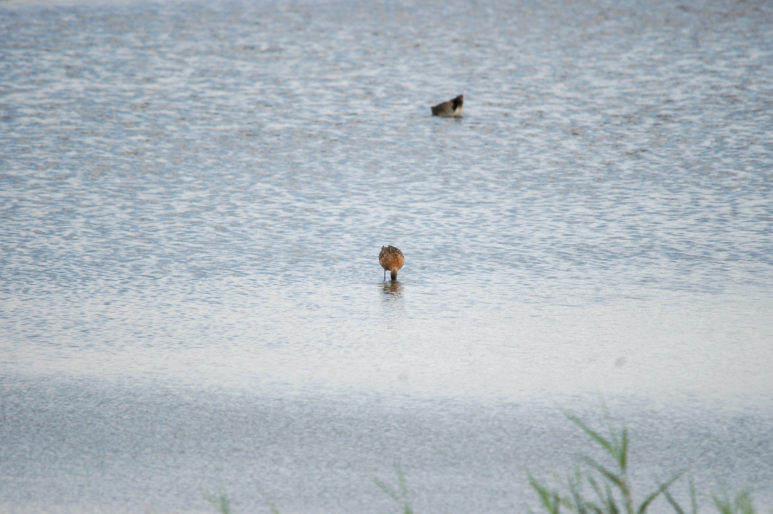 photos/wildlife/Bird_Species/063-Waders/1540-Black-Tailed_Godwit/20090819-Blacktoft-01.jpg