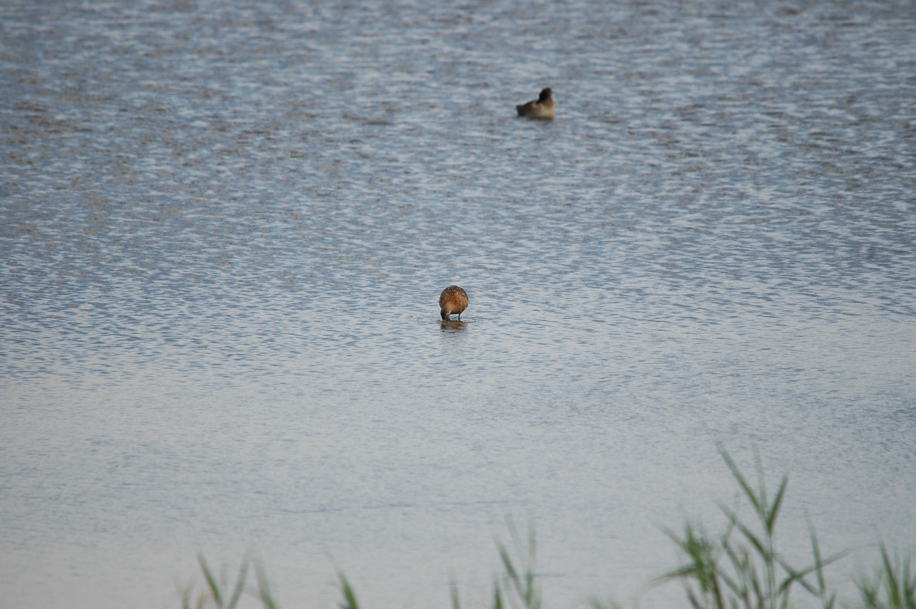 photos/wildlife/Bird_Species/063-Waders/1540-Black-Tailed_Godwit/20090819-Blacktoft-02.jpg
