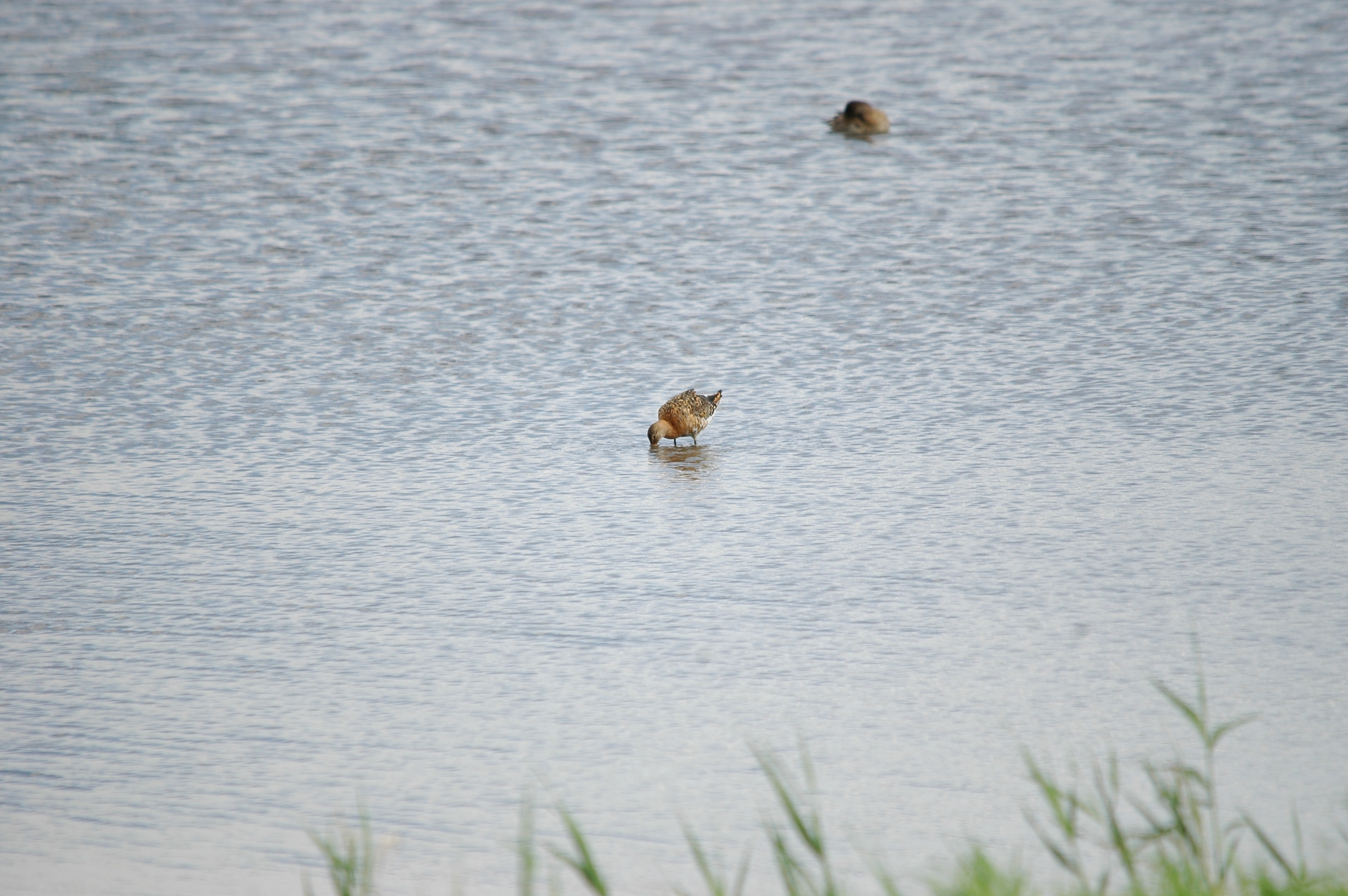 photos/wildlife/Bird_Species/063-Waders/1540-Black-Tailed_Godwit/20090819-Blacktoft-03.jpg