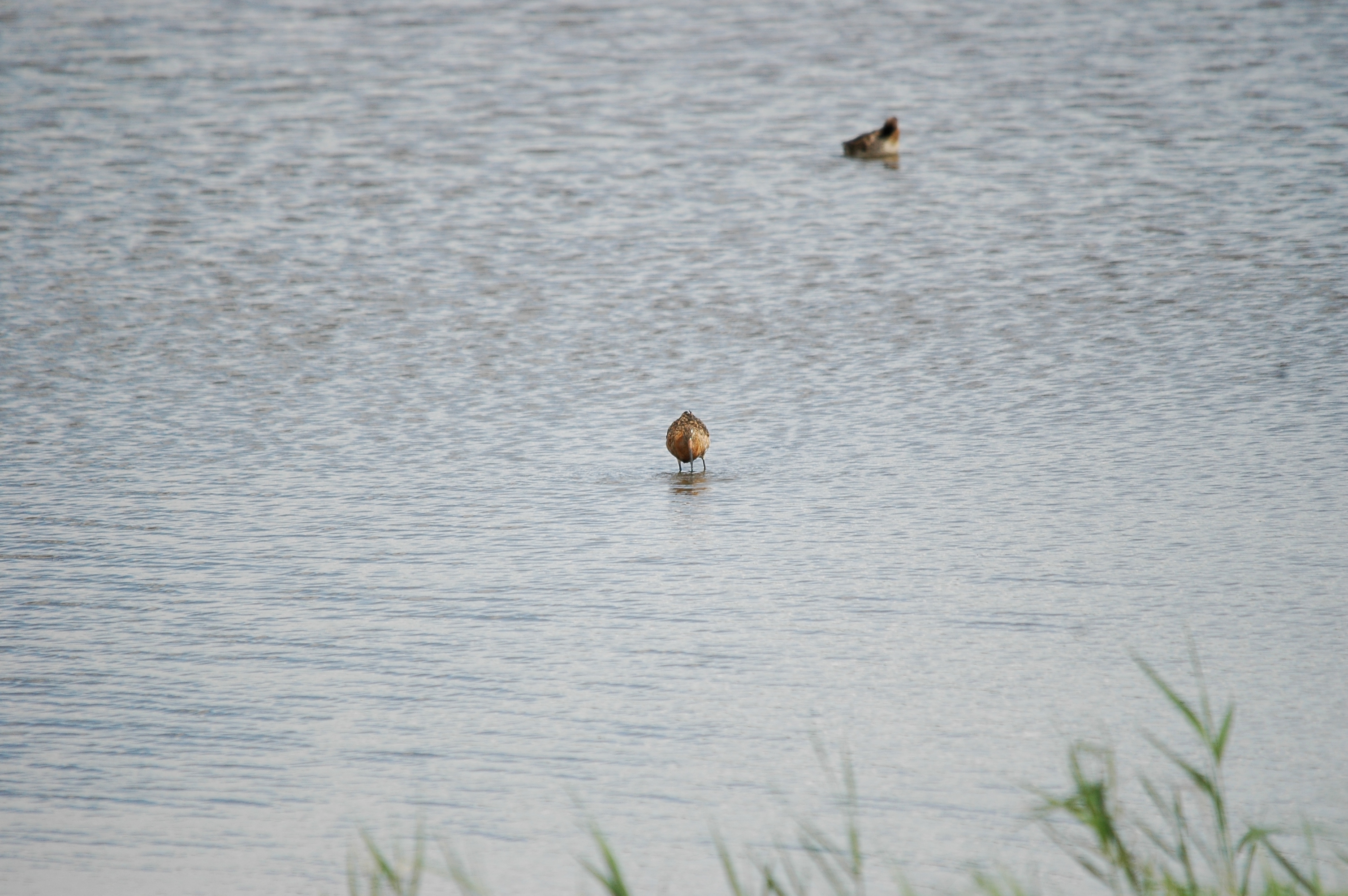 photos/wildlife/Bird_Species/063-Waders/1540-Black-Tailed_Godwit/20090819-Blacktoft-04.jpg